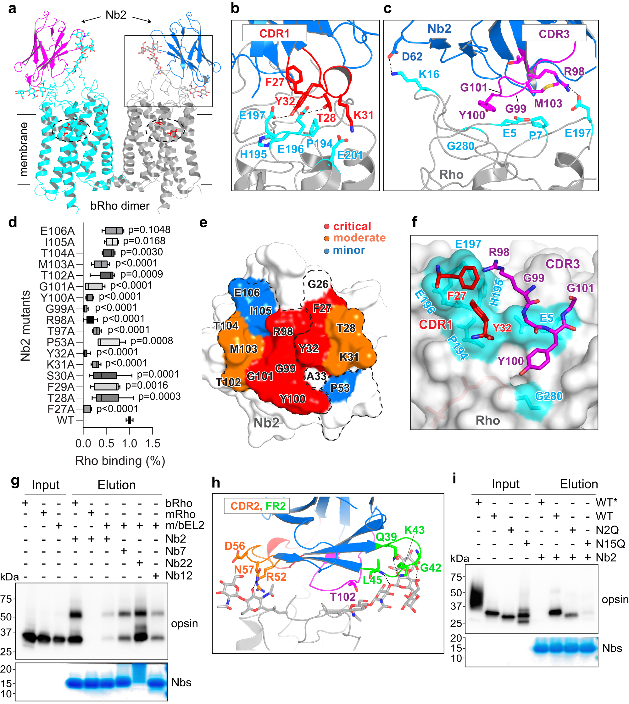 Structural basis for the allosteric modulation of rhodopsin by nanobody  binding to its extracellular domain | Nature Communications