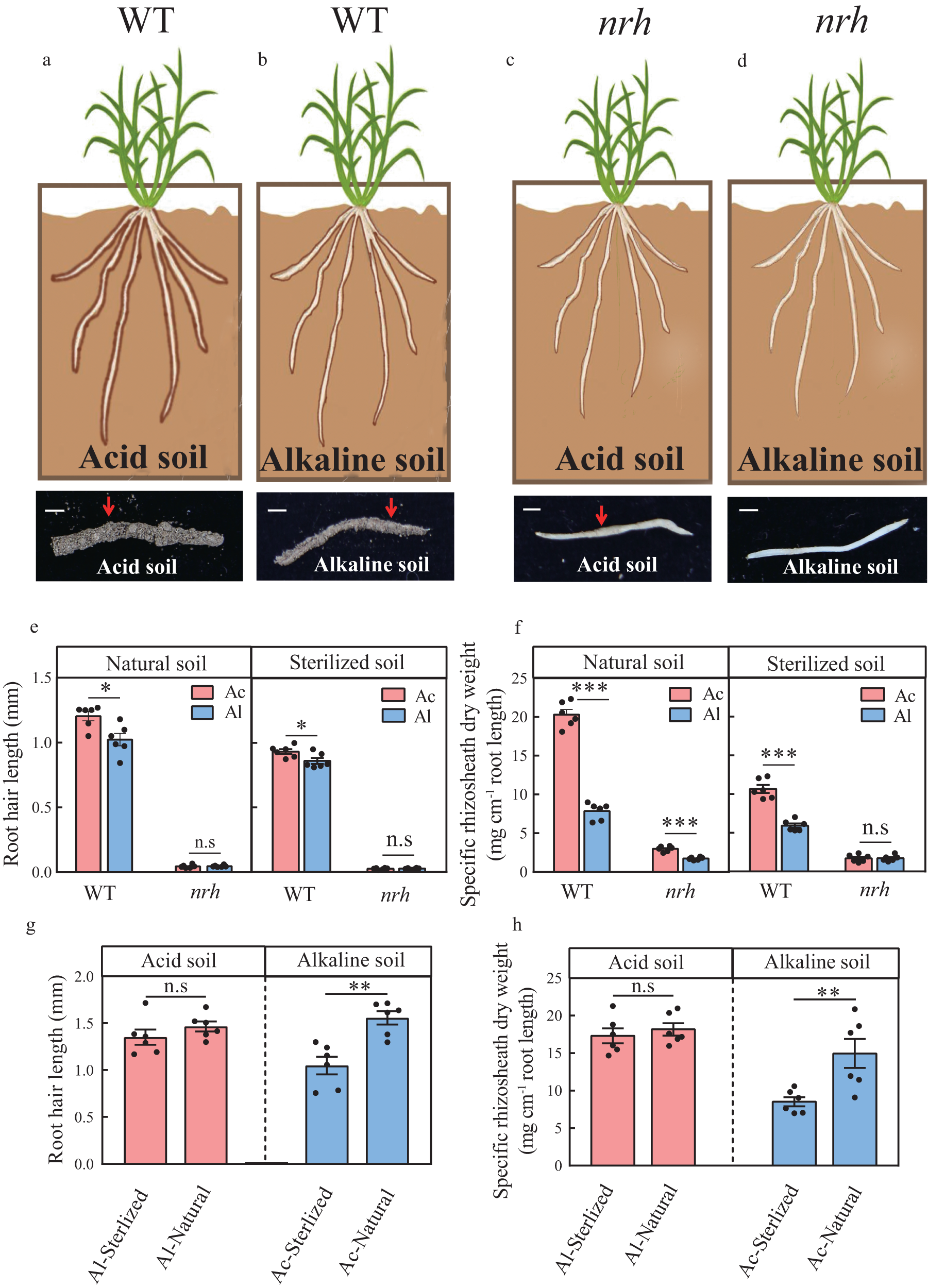Fig. 1: Microbiota is important for rhizosheath formation in acid or alkaline soil under moderate soil drying (with Supplementary Figs. 1, 2 and Supplementary Table 1).