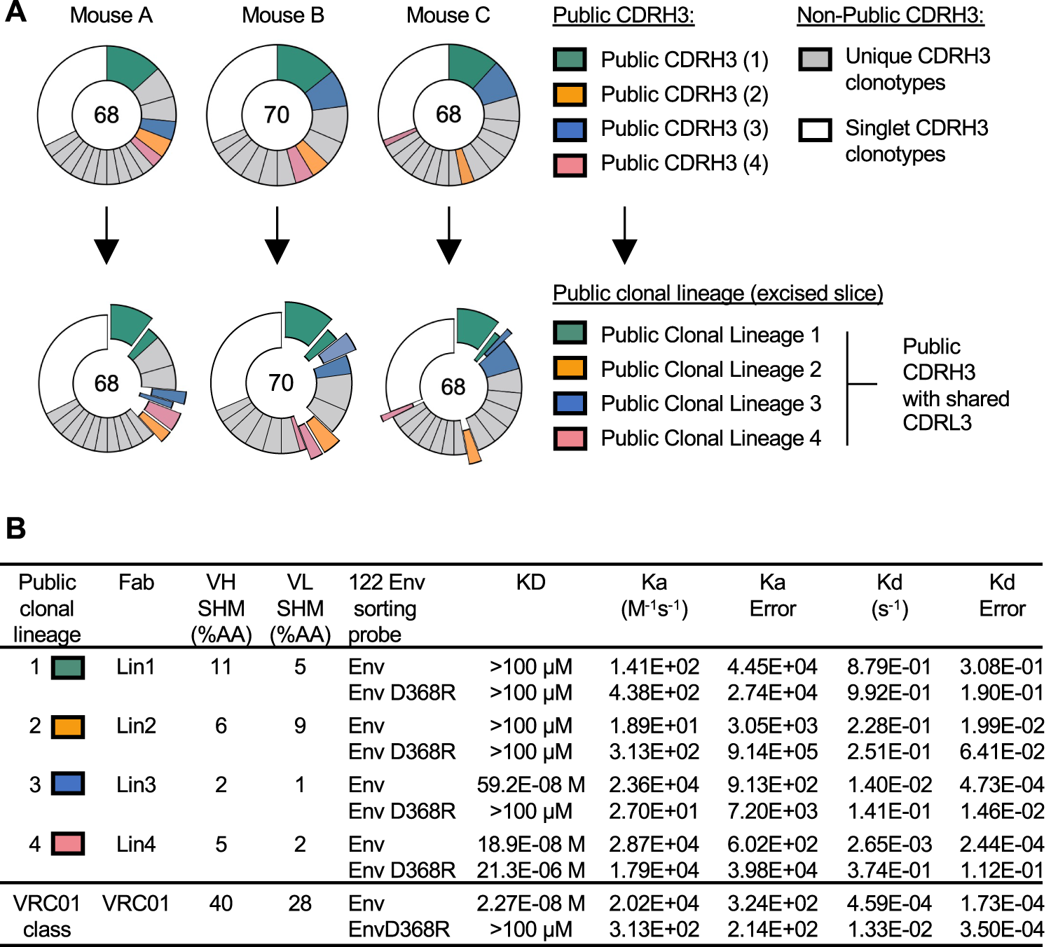 Fig. 2: Expansion of public IGHV1-2 BCR lineages with both affinity matured and non-detectable binding underscore the elicitation of D368R sensitive antibodies.