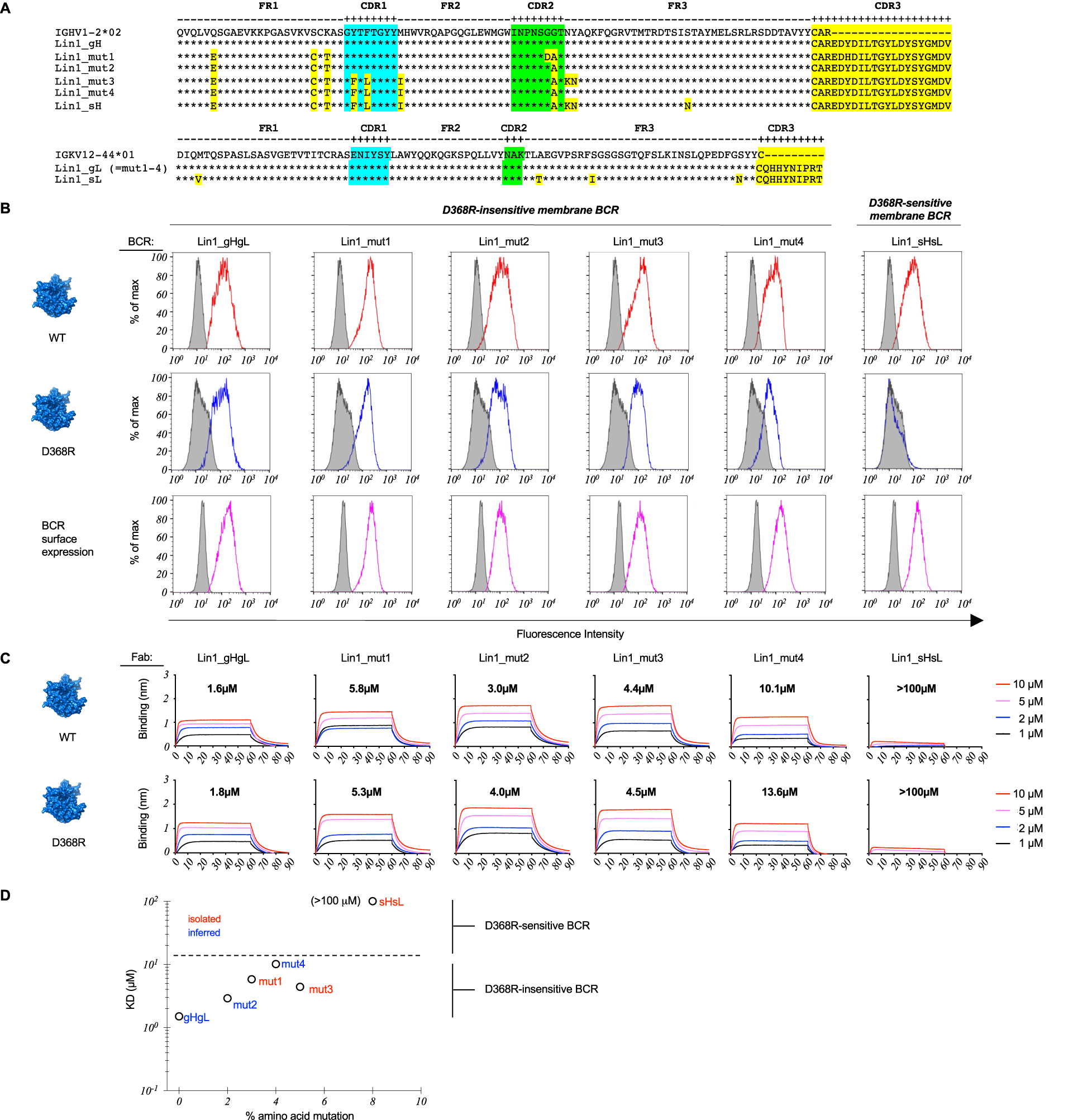 Fig. 4: Scanning the antigen surface through SHM and low affinity in Public B cell Lineage 1 (Lin1).