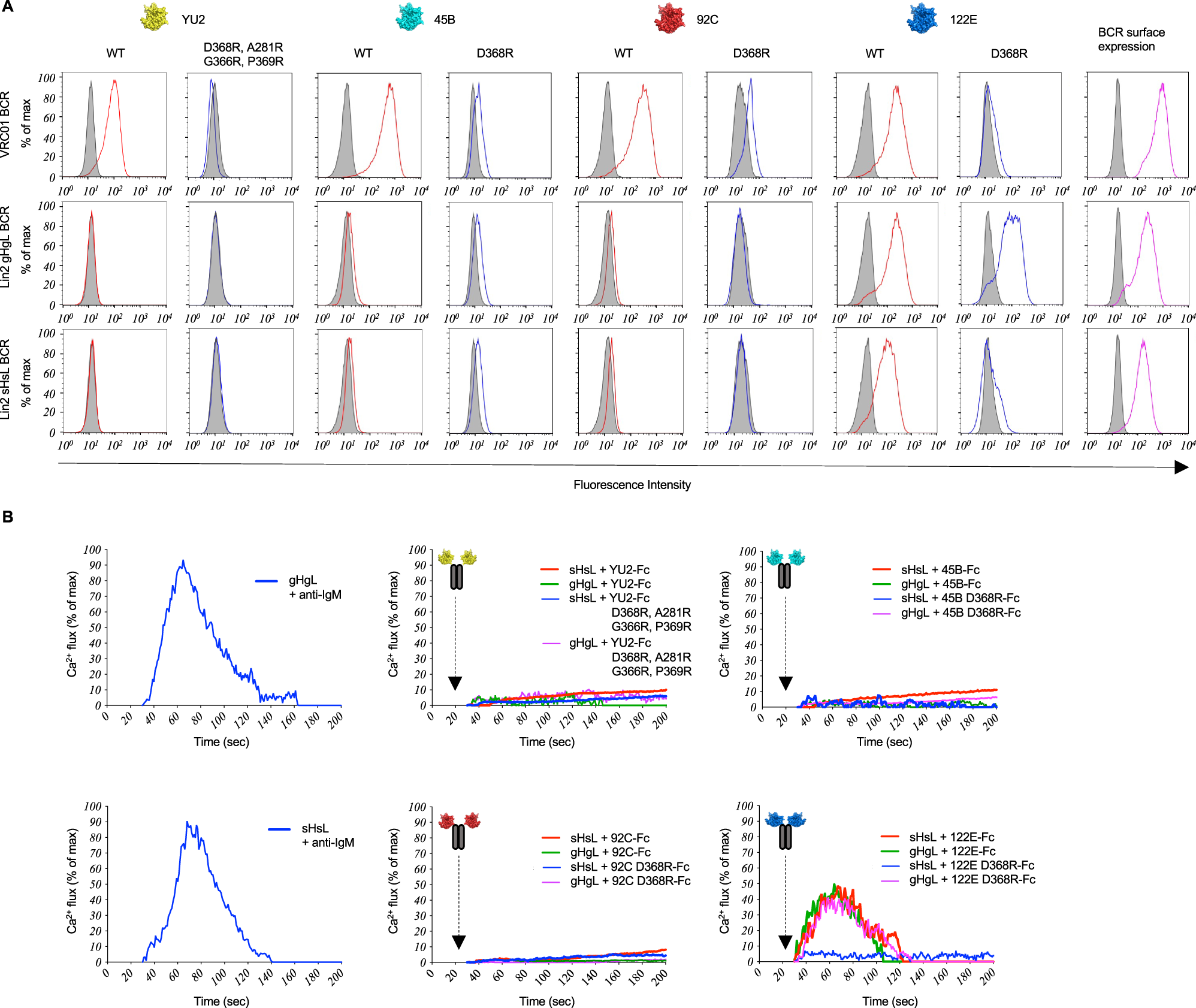 Fig. 5: BCR antigenicity and signaling within Public Clonal Lineage 2 (Lin2).