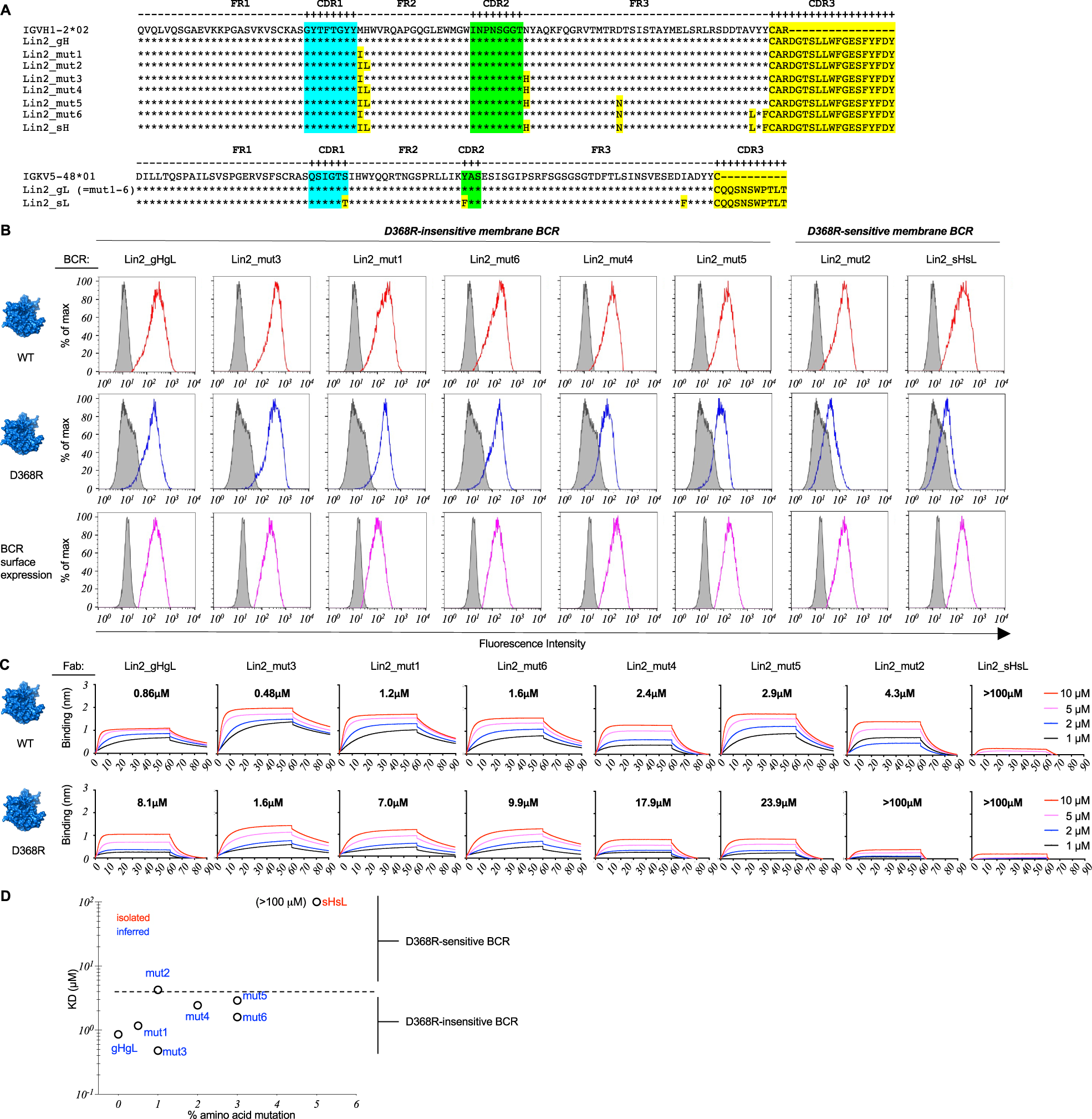 Fig. 6: Scanning the antigen surface through SHM and low affinity in Public Clonal Lineage 2 (Lin2).
