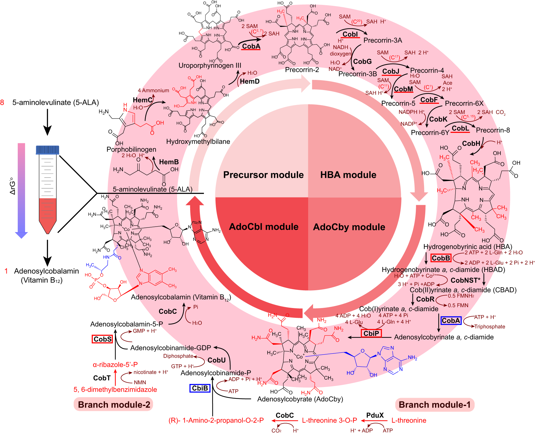 Biosynthesis of vitamin B12: Nature of the volatile fragment generated  during formation of the corrin ring system 7-