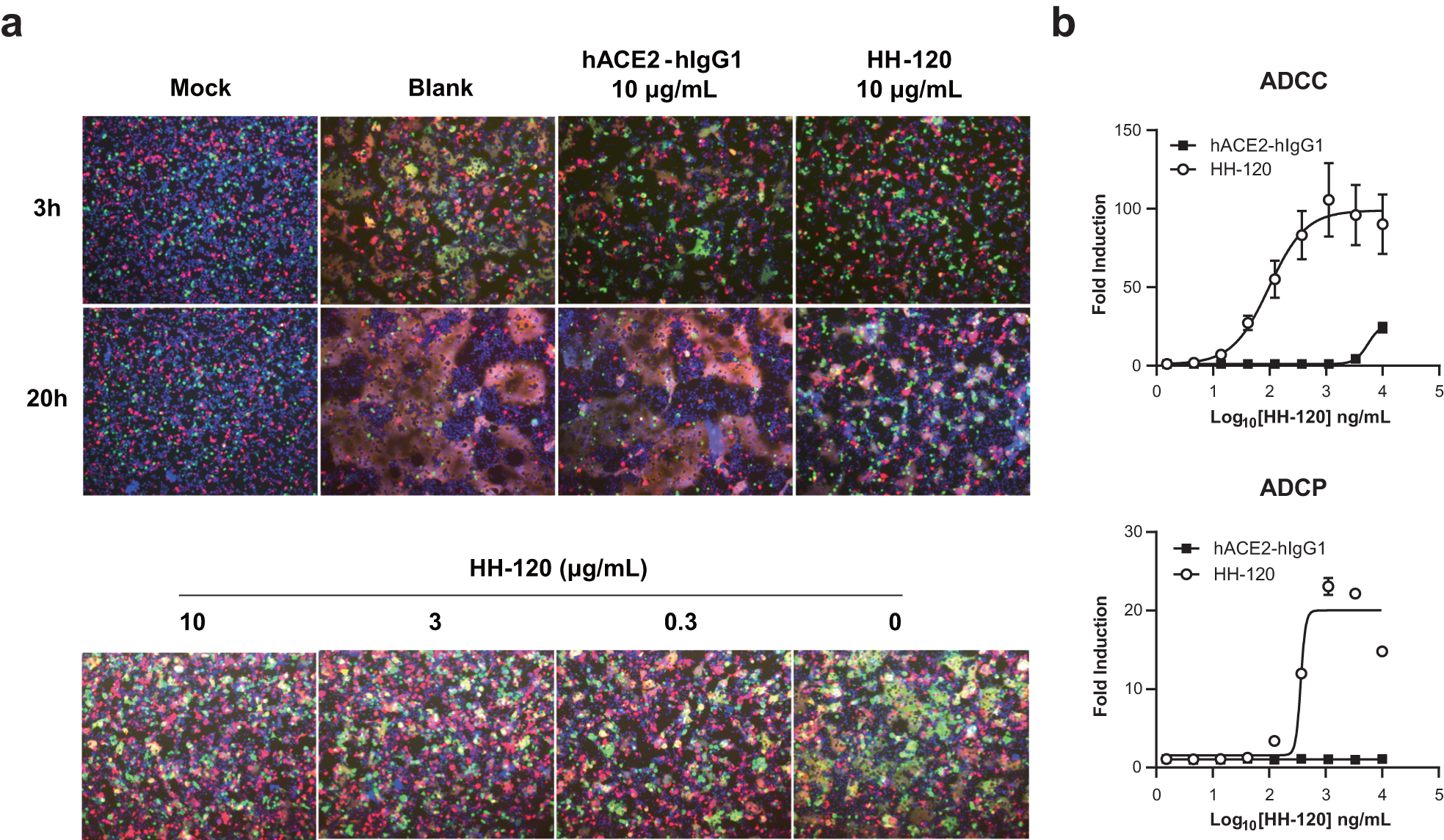Fig. 2: hACE2-hIgG1 and HH-120 comparison in syncytia formation inhibition, ADCC, and ADCP activities.