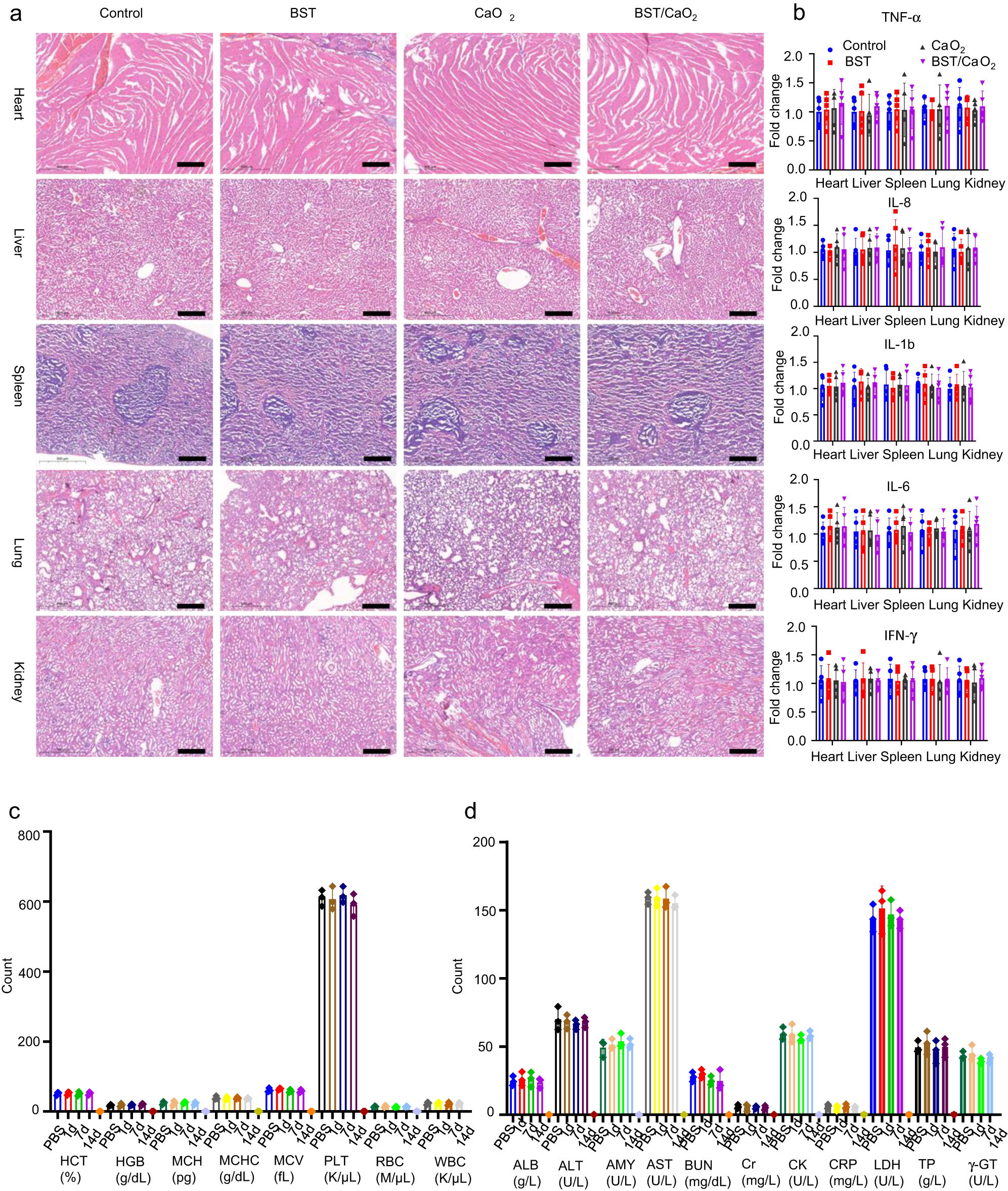 Fig. 10: Biosafety assessment of BST/CaO2 NS-based self-triggered thermoelectric and immunological therapy.