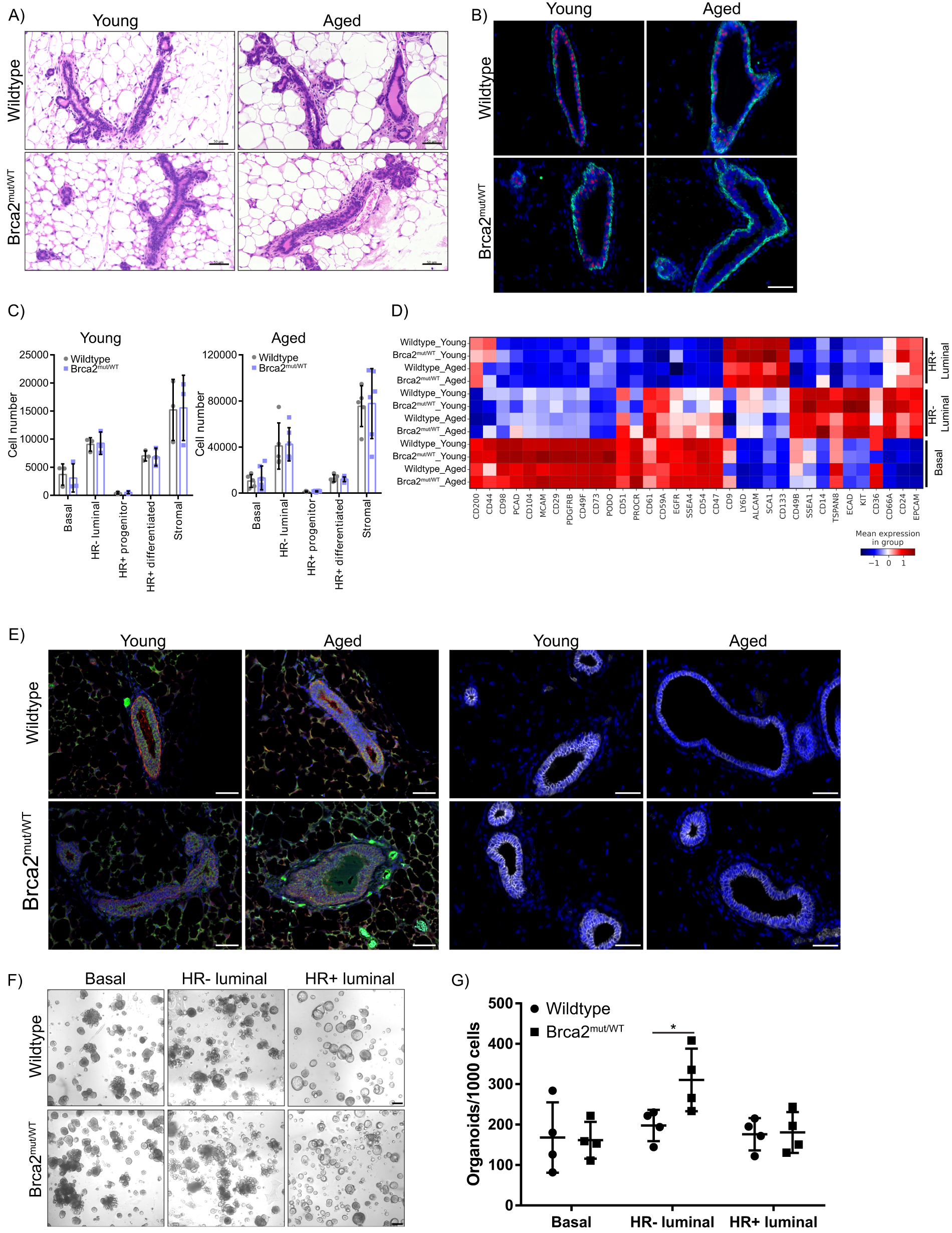 Fig. 1: Brca2mut/WT mammary glands are morphologically similar to wild-type mammary glands in young and aged mice.