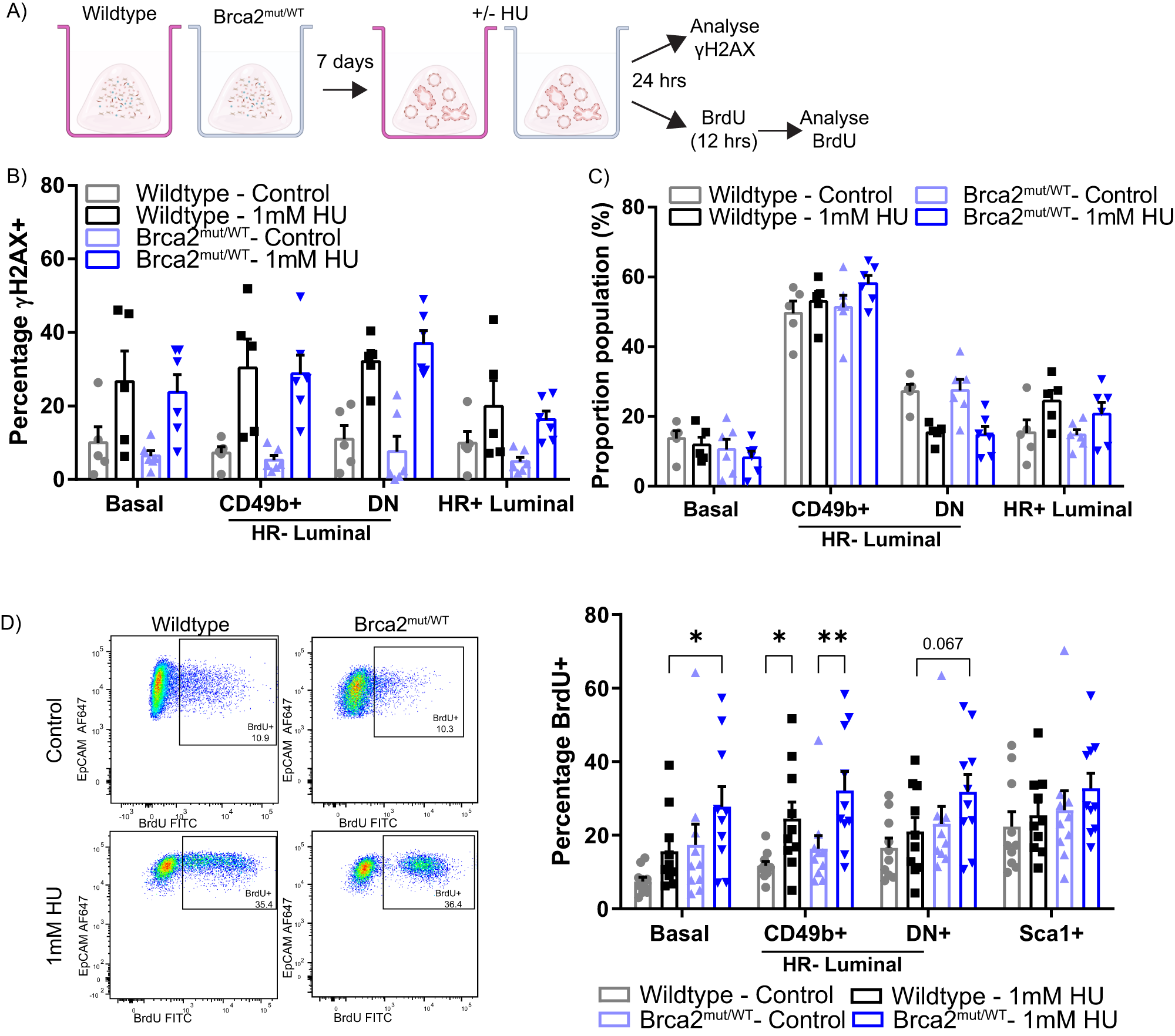Fig. 2: Brca2mut/WT mammary organoids have similar response to short-term DNA genotoxic stress as wild-type mammary organoids.