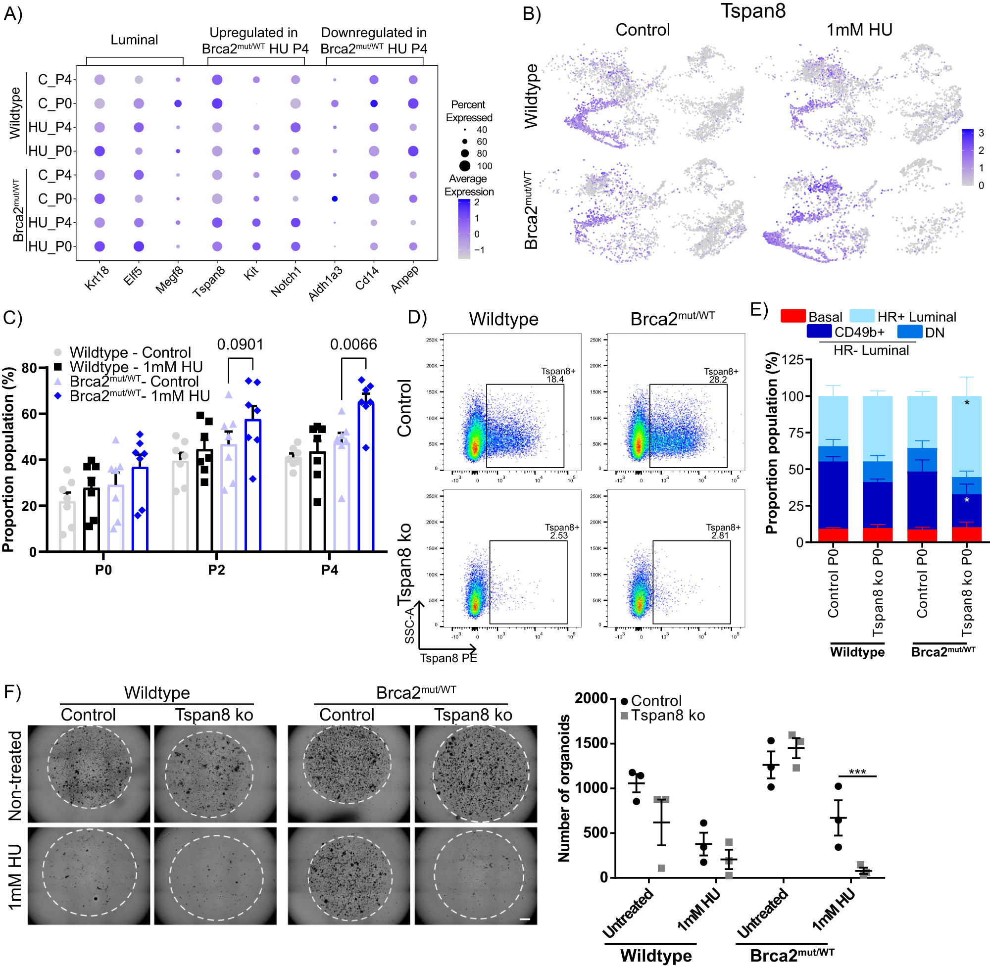 Fig. 6: Deletion of Tspan8 expression in the HR- luminal cells render Brca2mut/WT organoids incapable of recovery from DNA damage.