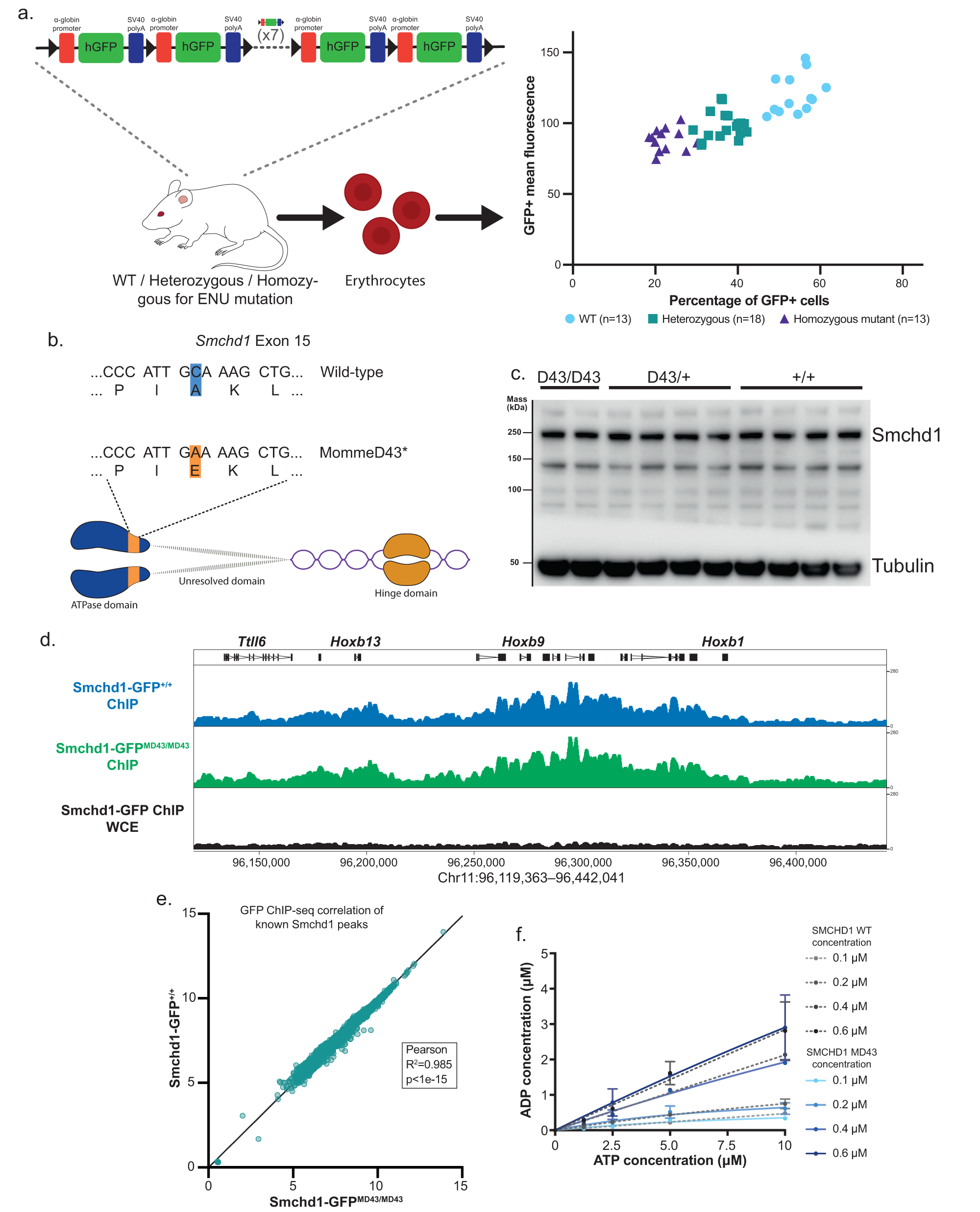 Fig. 1: MommeD43 is a Smchd1 mutant with increased transgene array silencing activity.