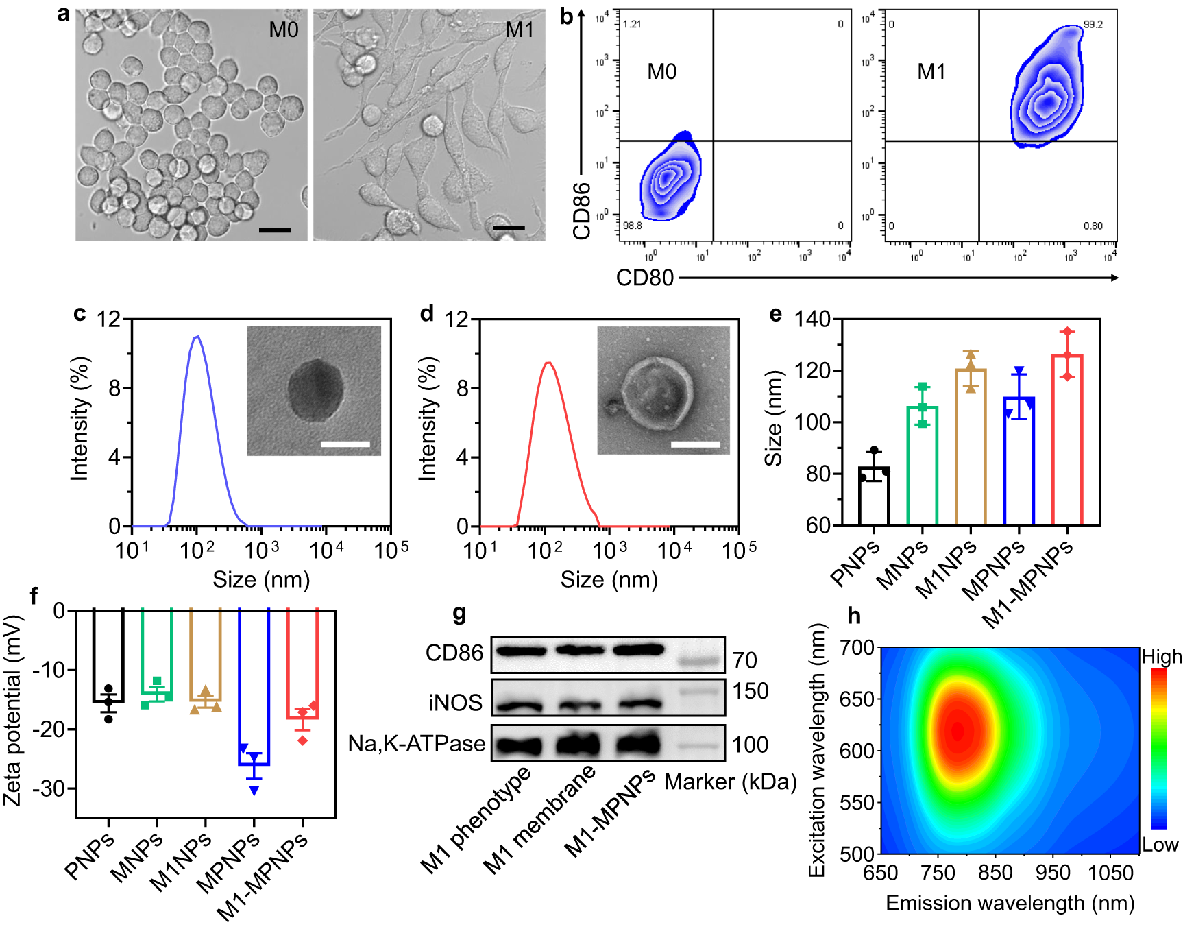 Fig. 4: Fabrication and characterizations of different NPs.