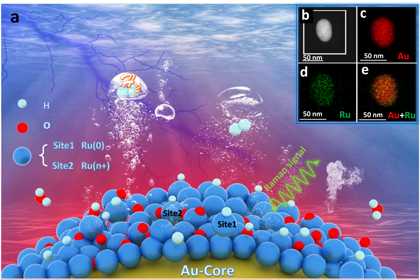 Revealing the role of interfacial water and key intermediates at