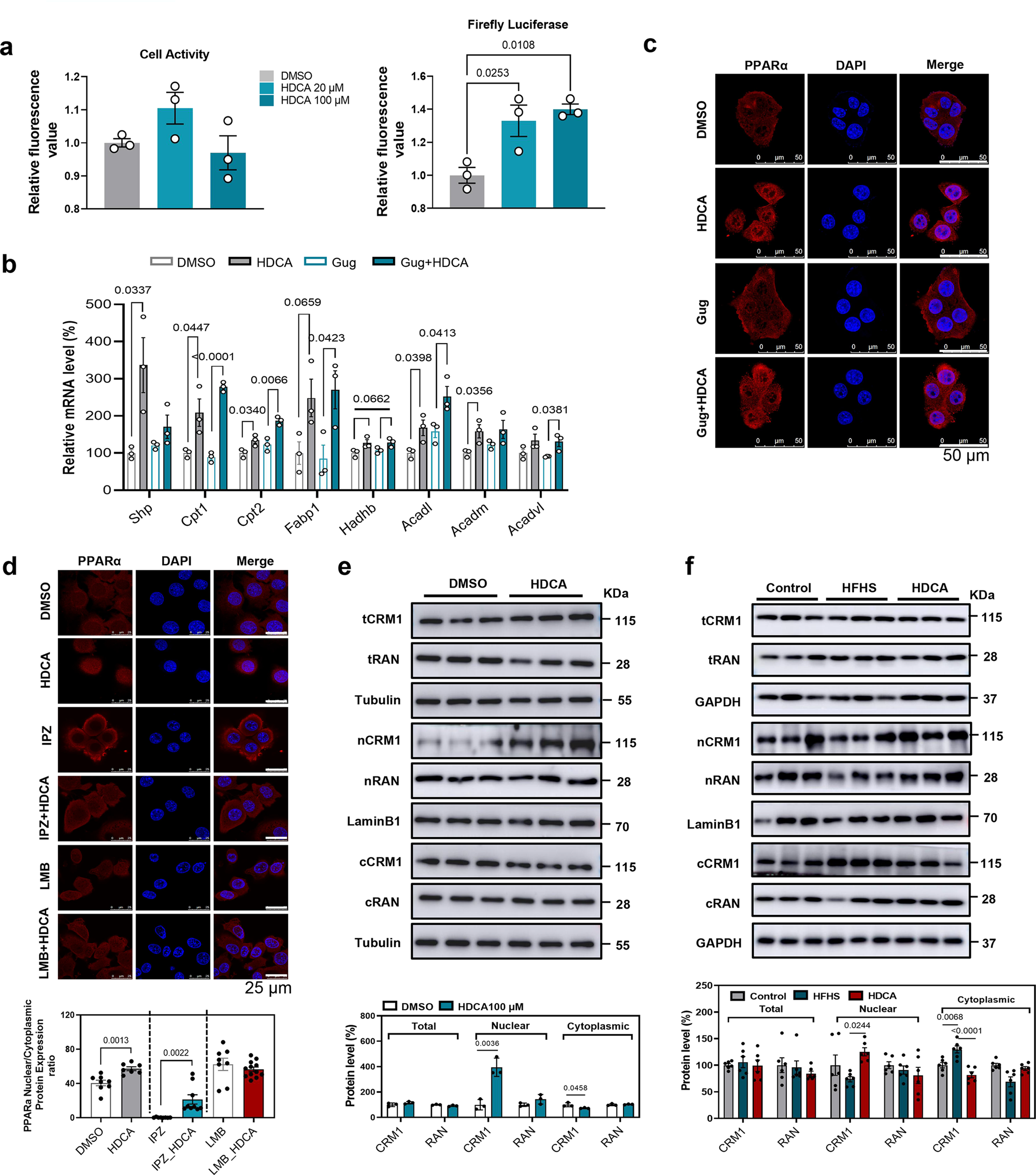 Fig. 6: HDCA inhibits nuclear export of PPARα in an FXR-independent manner.