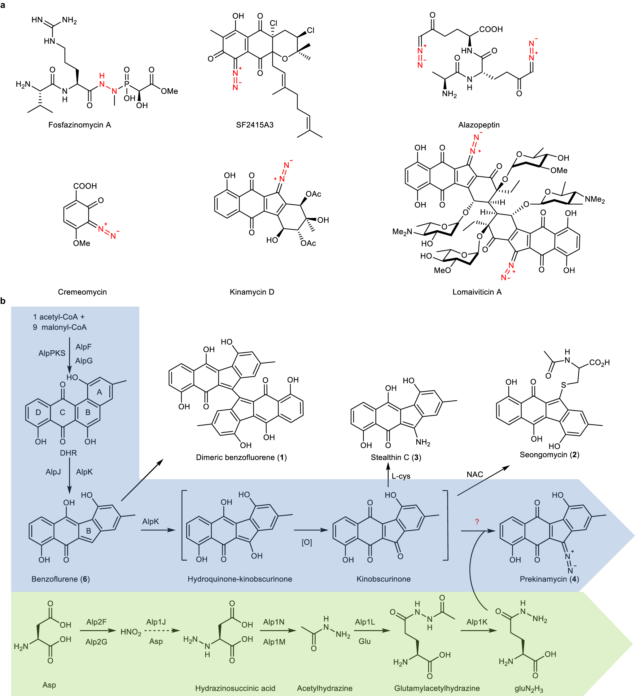 O-methyltransferase-like enzyme catalyzed diazo installation in 