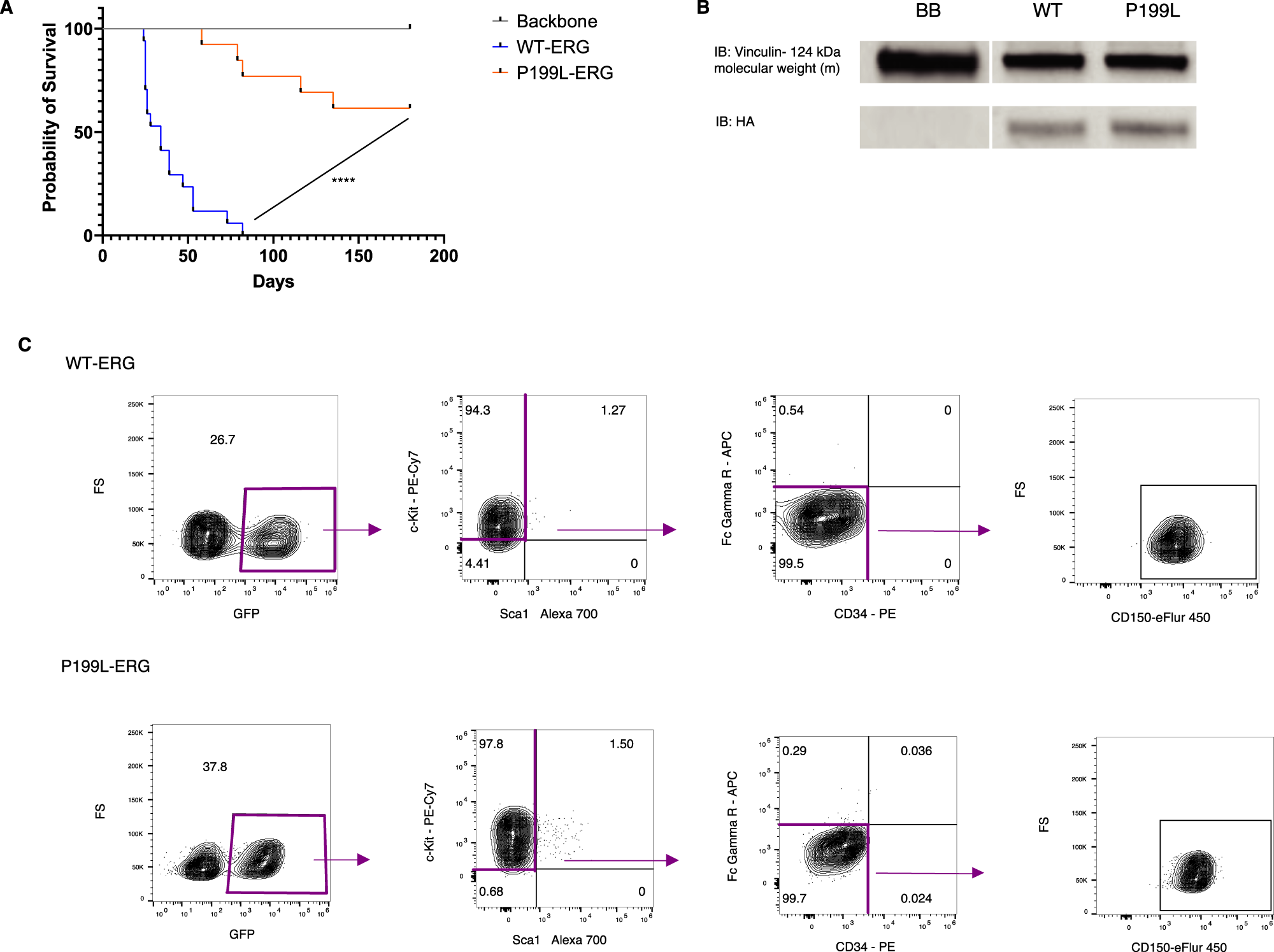 Fig. 3: P199L severely disrupts ERG transforming capacity in vivo.