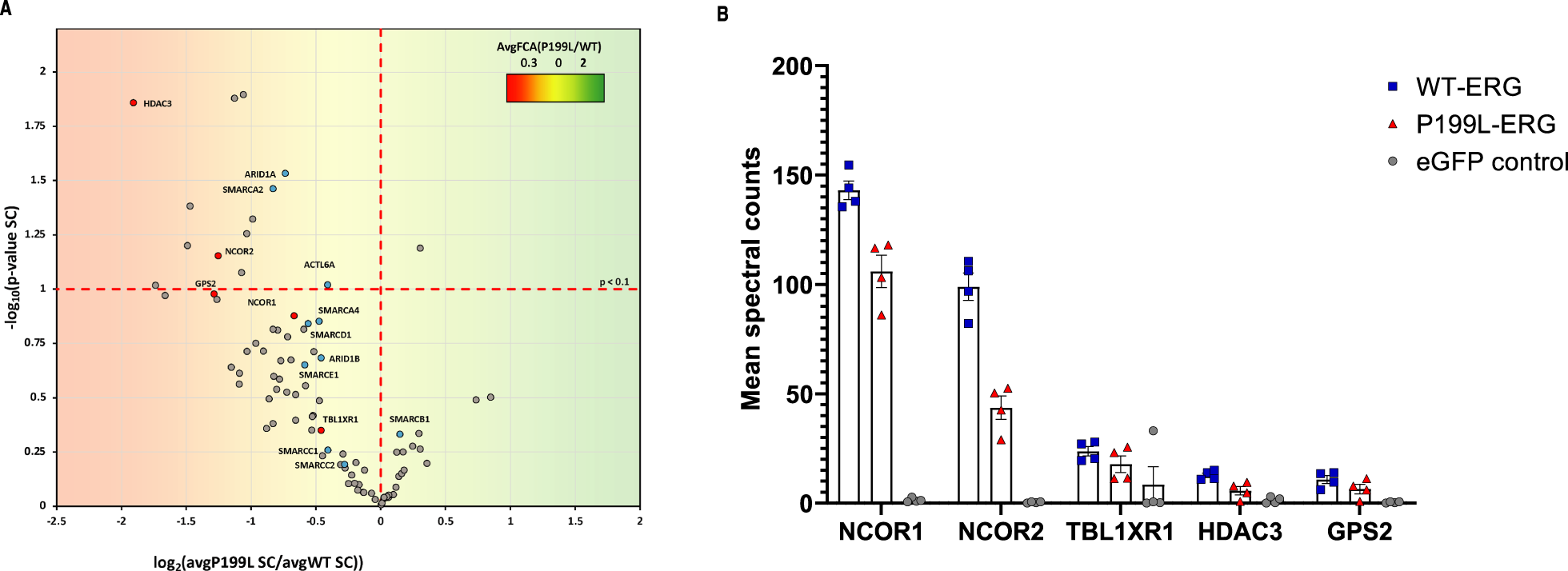 Fig. 5: P199L disrupts the interaction of ERG with chromatin modifiers.