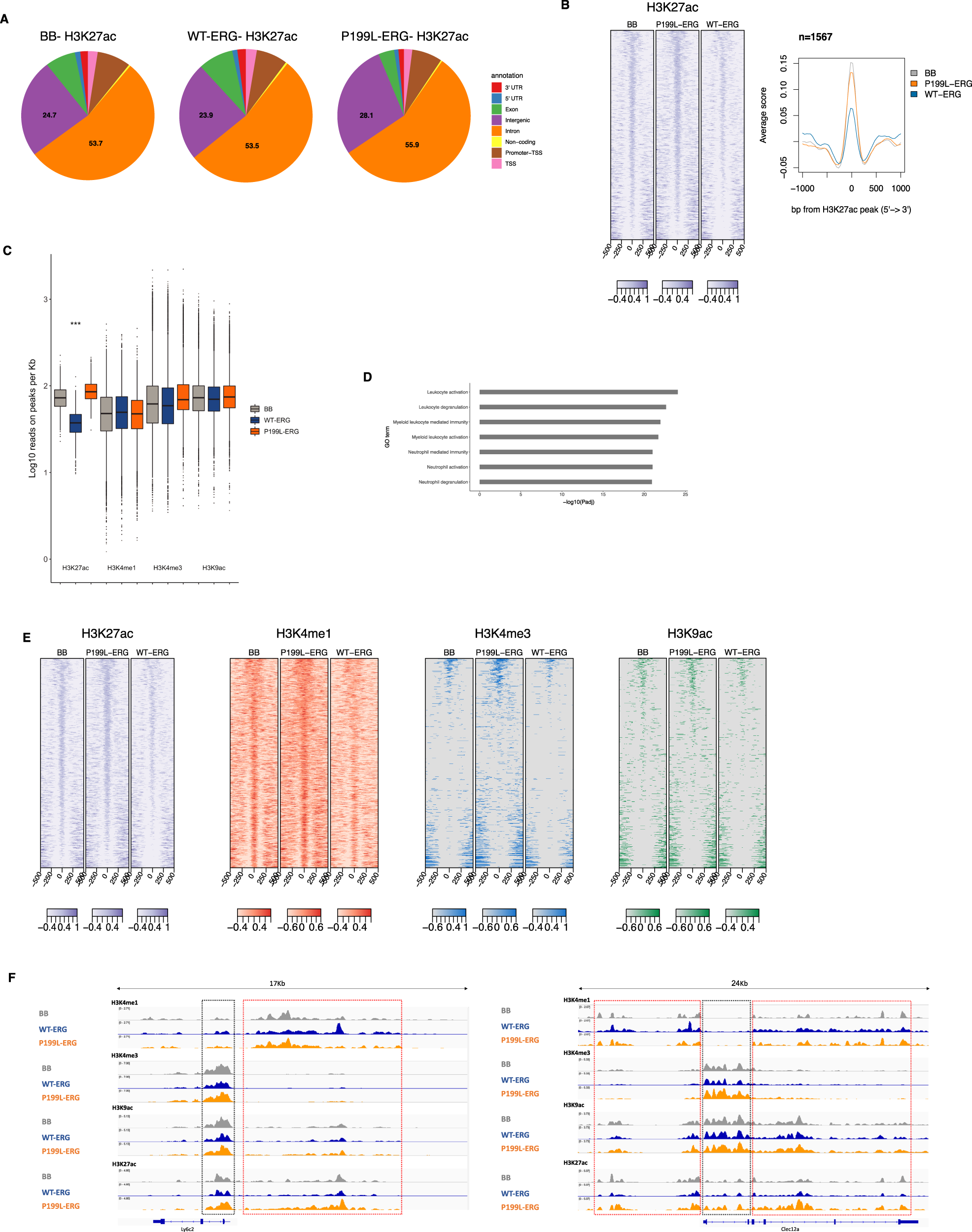 Fig. 6: ERG affects chromatin modifications at myeloid-related gene loci.