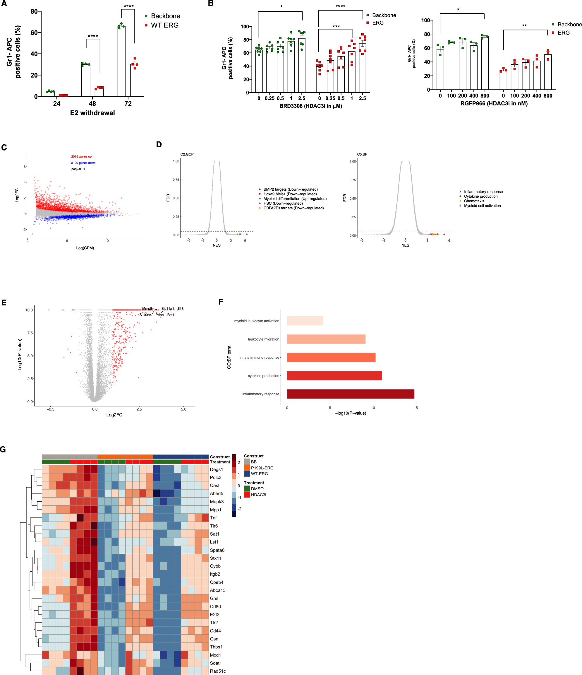 Fig. 7: HDAC3 inhibition alleviates the myeloid differentiation block induced by ERG forced expression in hematopoietic progenitor cells.