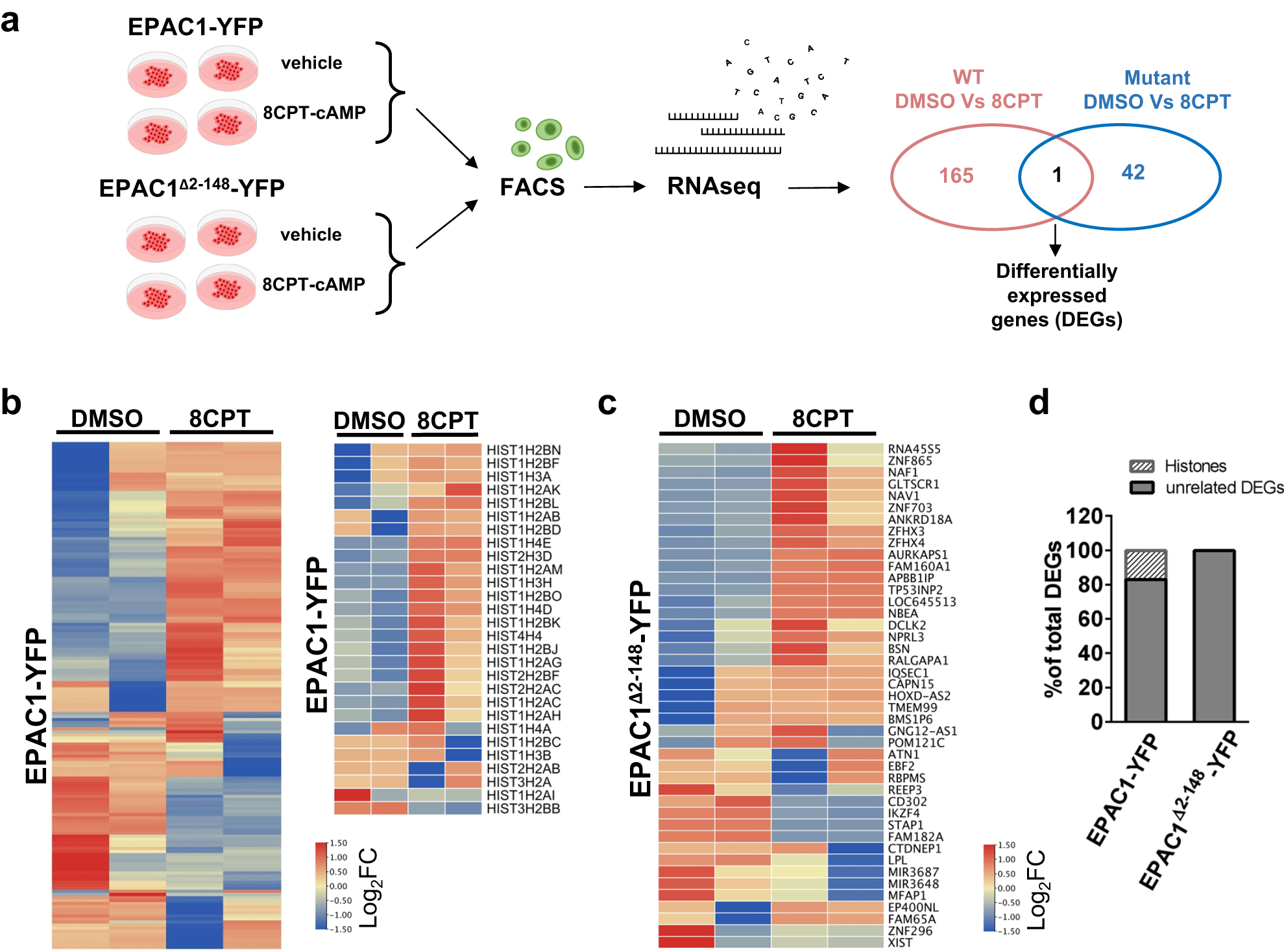 Fig. 5: EPAC1 condensates regulate the transcription of several genes including the large Histone cluster 1.