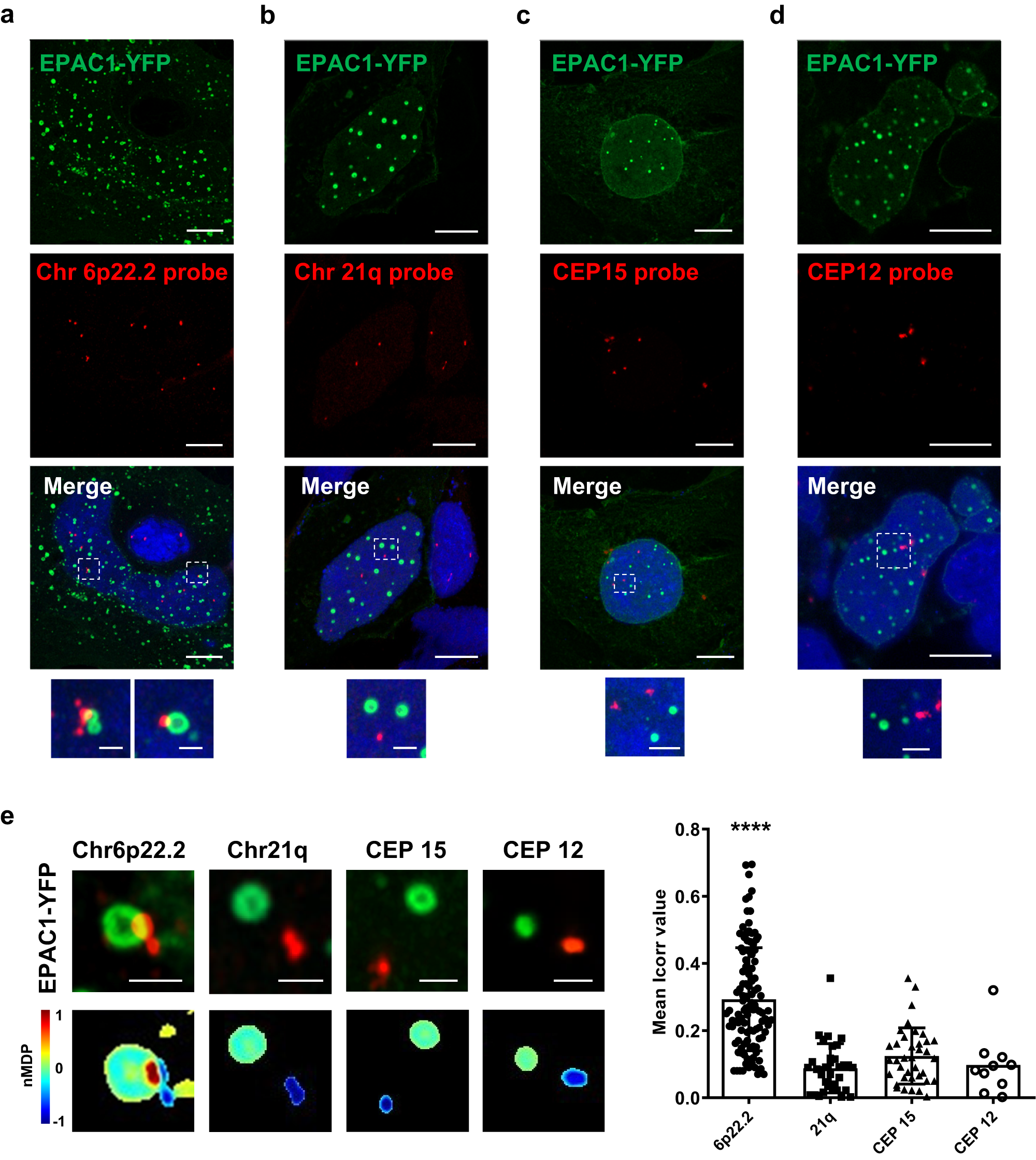 Fig. 6: EPAC1 condensates localize at the Histone cluster 1 on chromosome 6.
