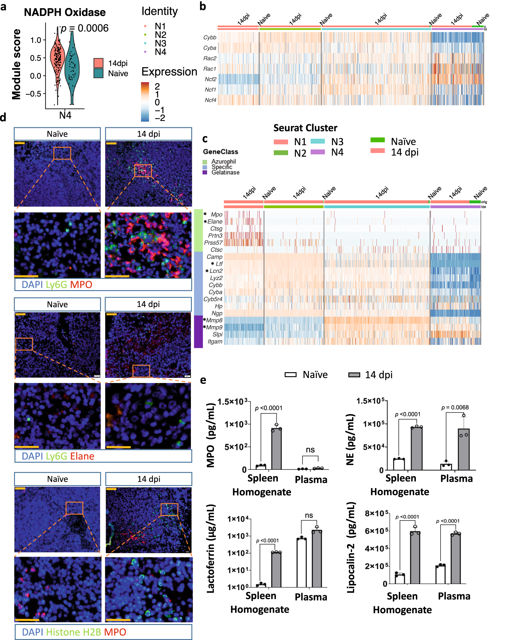 Fig. 4: Infection triggers degranulation of neutrophils.