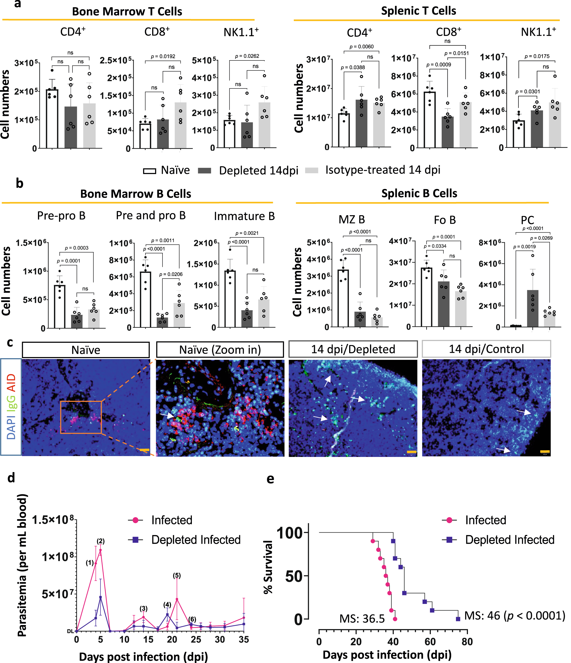 Fig. 8: Neutrophil depletion induces PC generation and improves parasitemia control and survival.