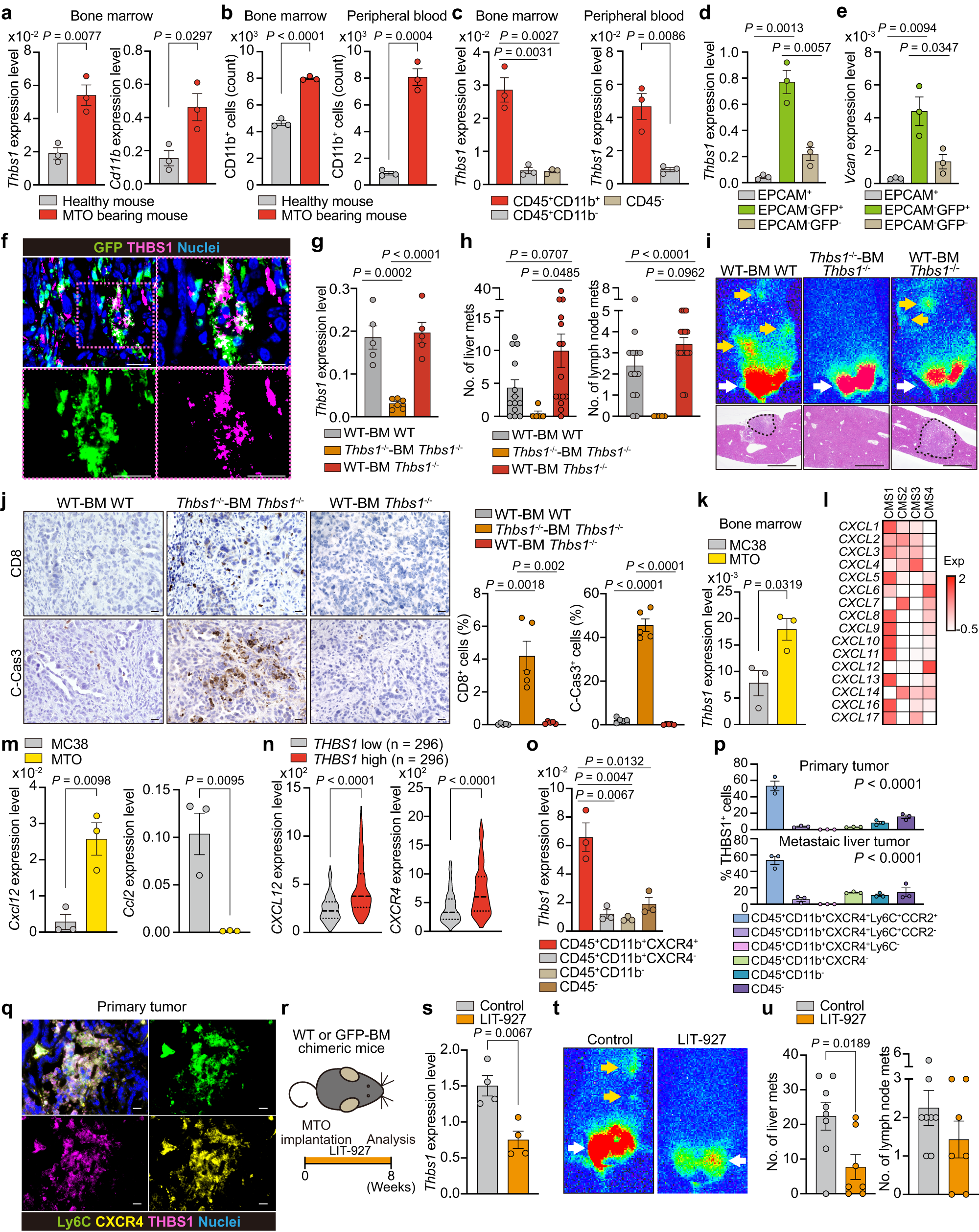 Fig. 6: BM-derived THBS1-expressing cells are recruited by CXCL12 signaling.