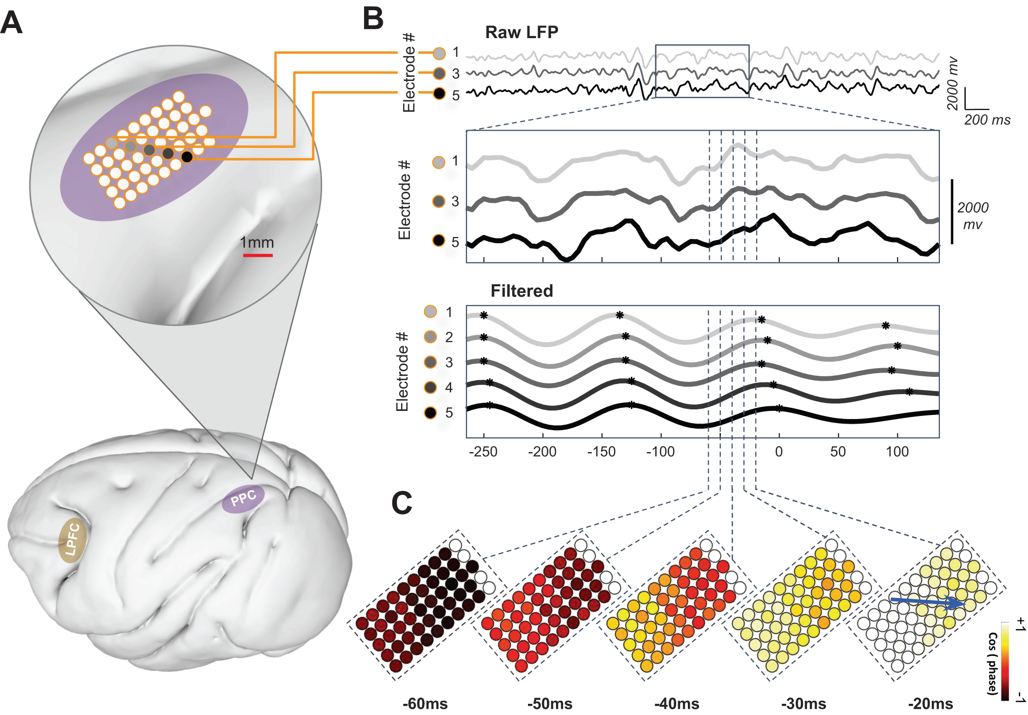 Fig. 2: Spatial organization of oscillations and traveling waves (TW) in LPFC and PPC.