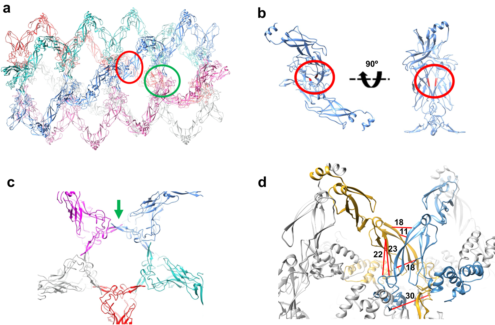 Fig. 4: The CTD and ZFLR are engaged in the stabilisation of the oligomeric DNAJA2 assembly.