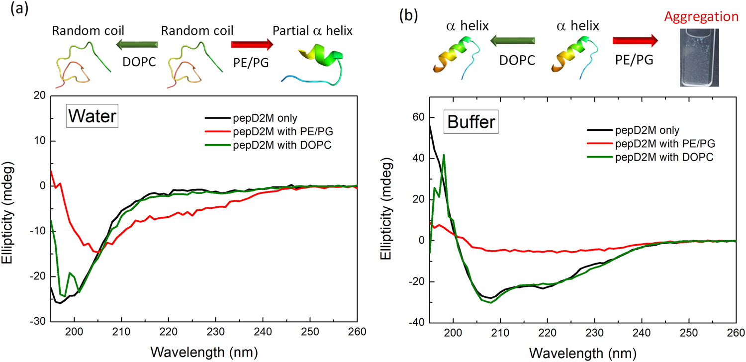 Visualizing the membrane disruption action of antimicrobial peptides by  cryo-electron tomography | Nature Communications