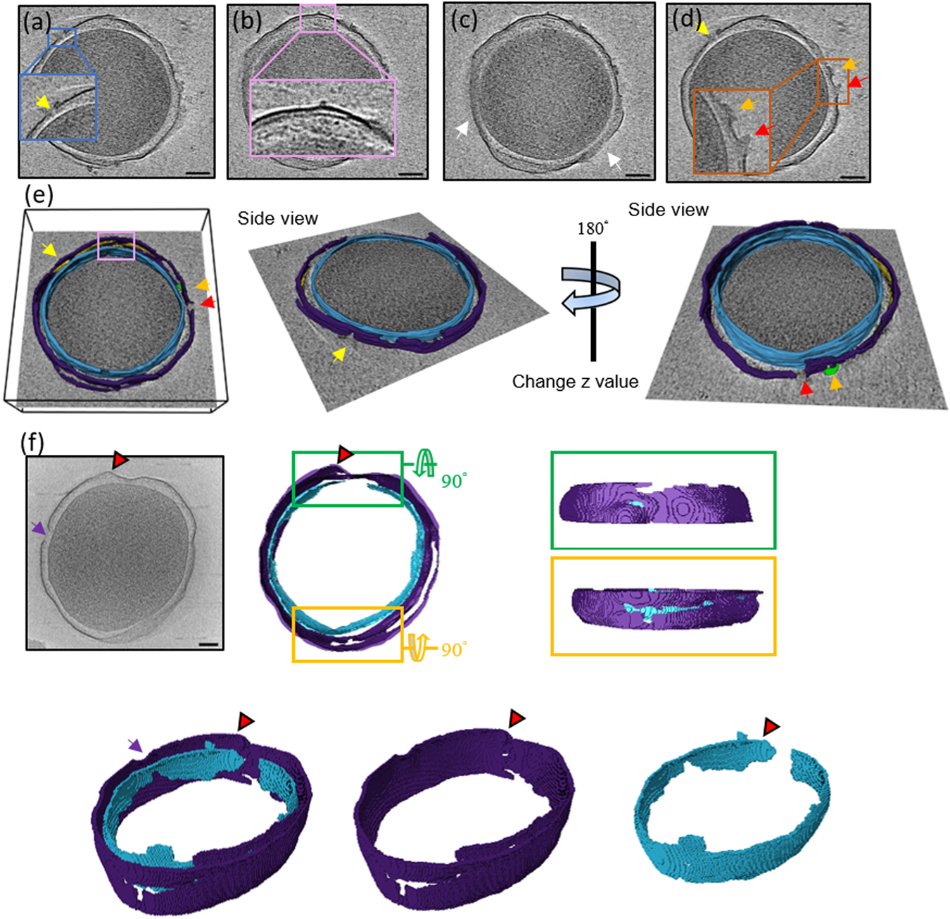Fig. 3: Cryo-ET slices of two minicells treated with pepD2M and their inner and outer membranes.