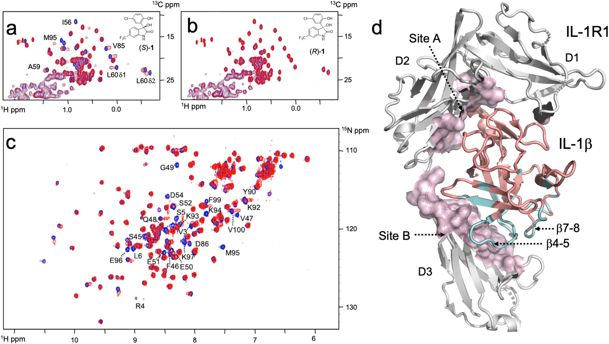 a) 1 H-15 N HSQC spectra of 15 N-SUMO bound to parent SIM (black) or