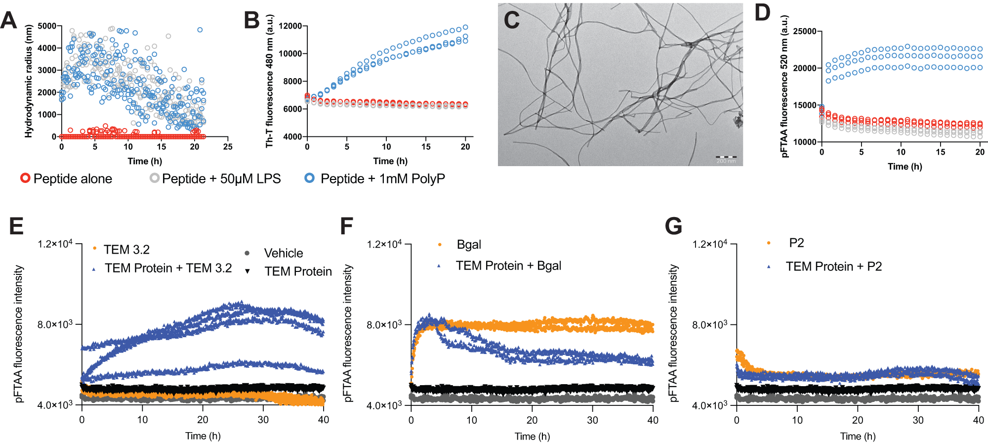 Fig. 4: Aggregation kinetics of TEM and SHV proteins and peptides.