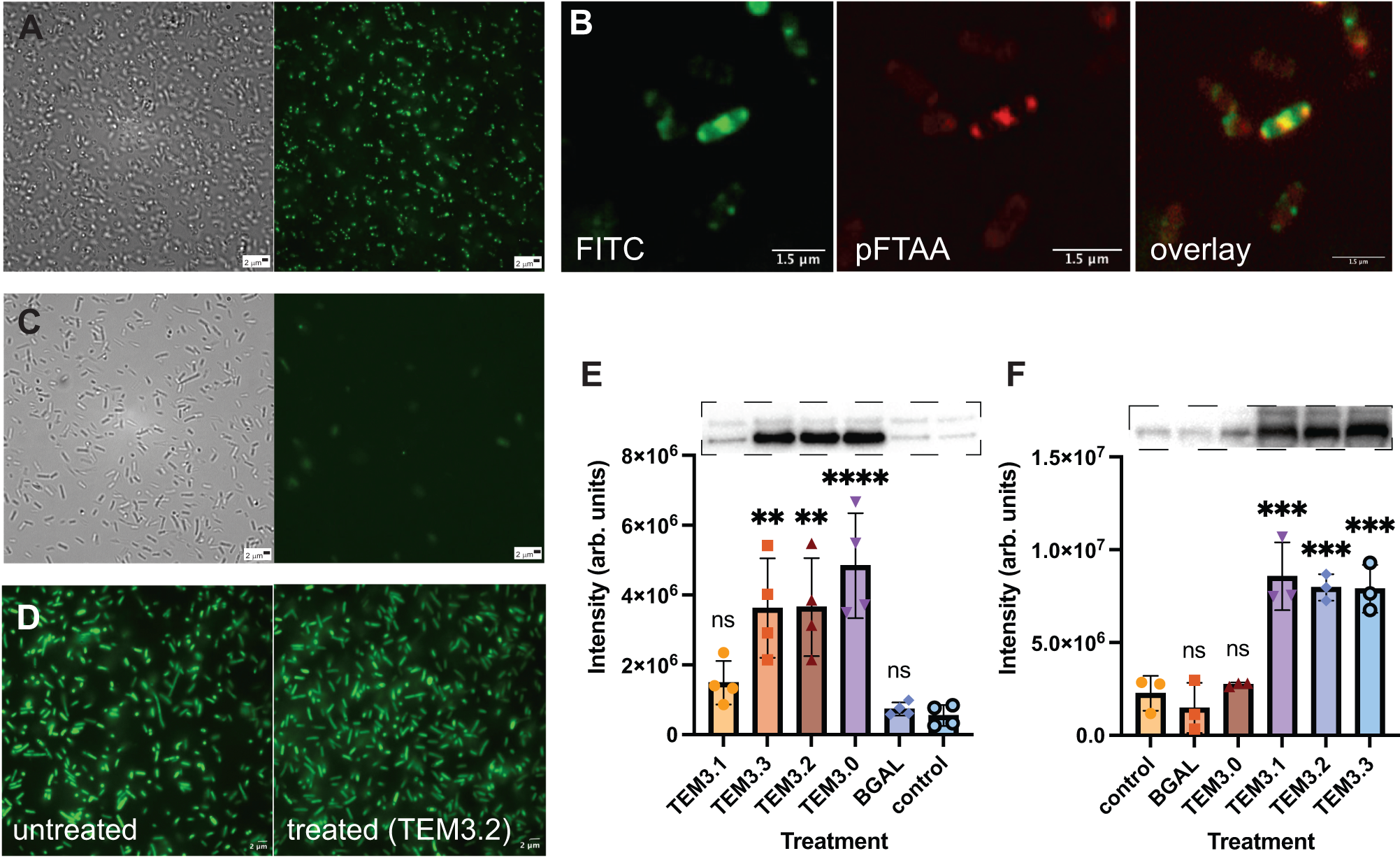 Fig. 5: Induction of aggregation in cells.