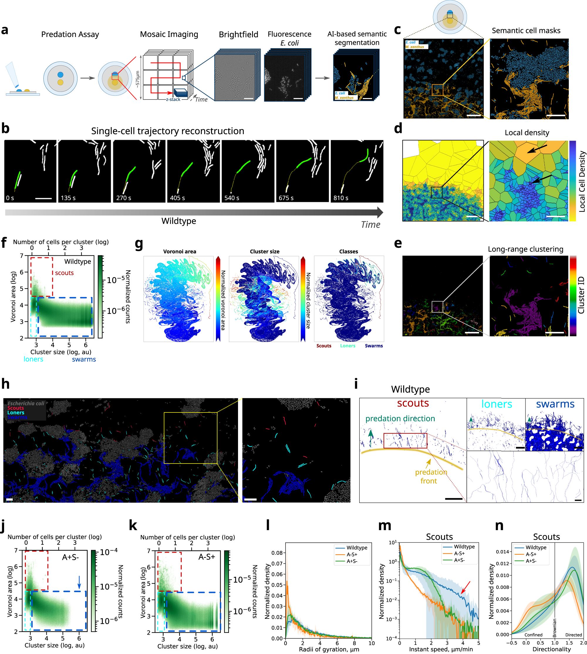 Multi-scale dynamic imaging reveals that cooperative motility behaviors promote efficient predation in bacteria Nature Communications