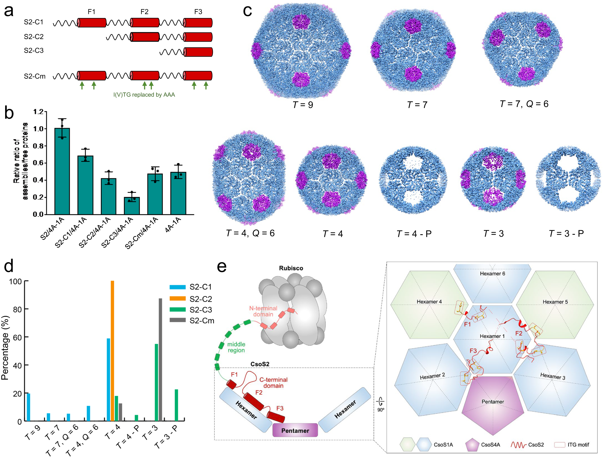 Fig. 4: CsoS2 C-terminal fragments interacts with shell proteins.