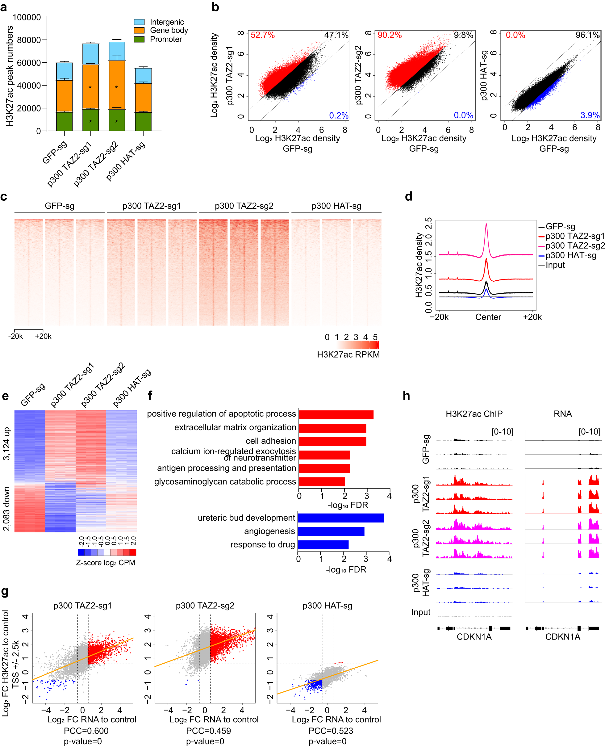 Fig. 2: Increased histone acetylation by p300 TAZ2 truncations is associated with enhanced gene expression.