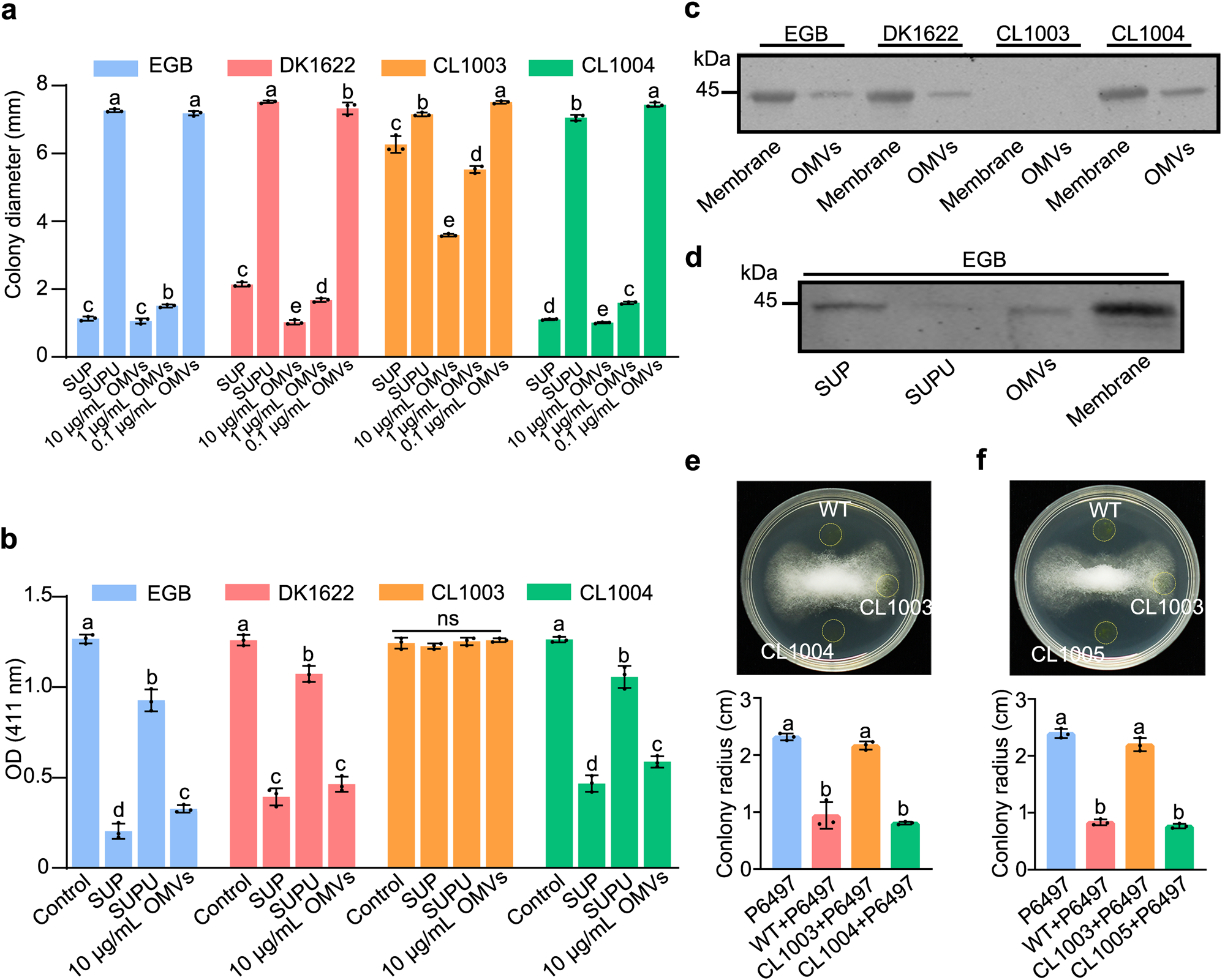 Fig. 4: OMVs are involved in the extracellular secretion of membrane-bound CcThi1 and its homolog from the model strain M. xanthus DK1622.