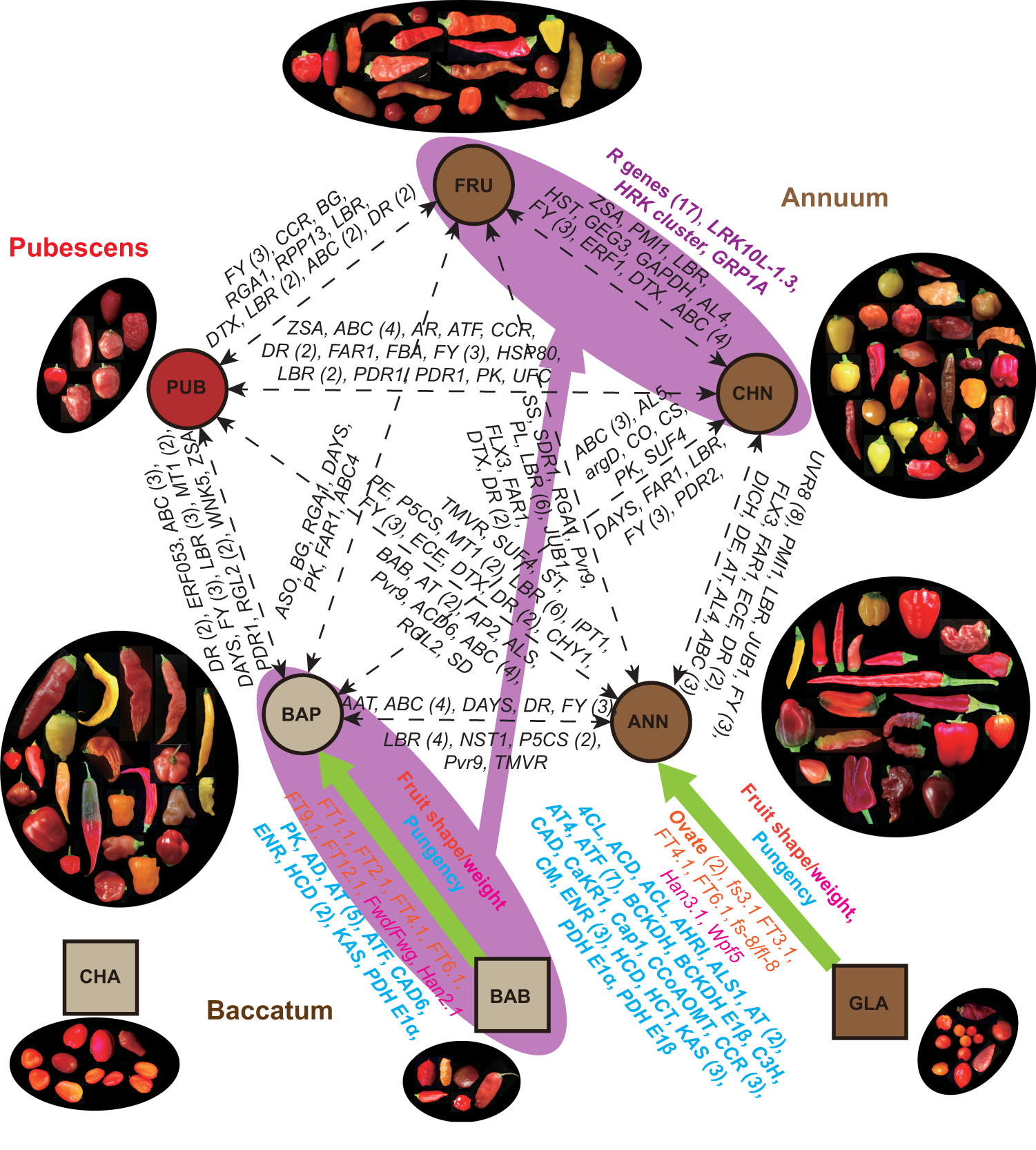 Fig. 5: Domestication, differentiation and introgression of the Capsicum species.