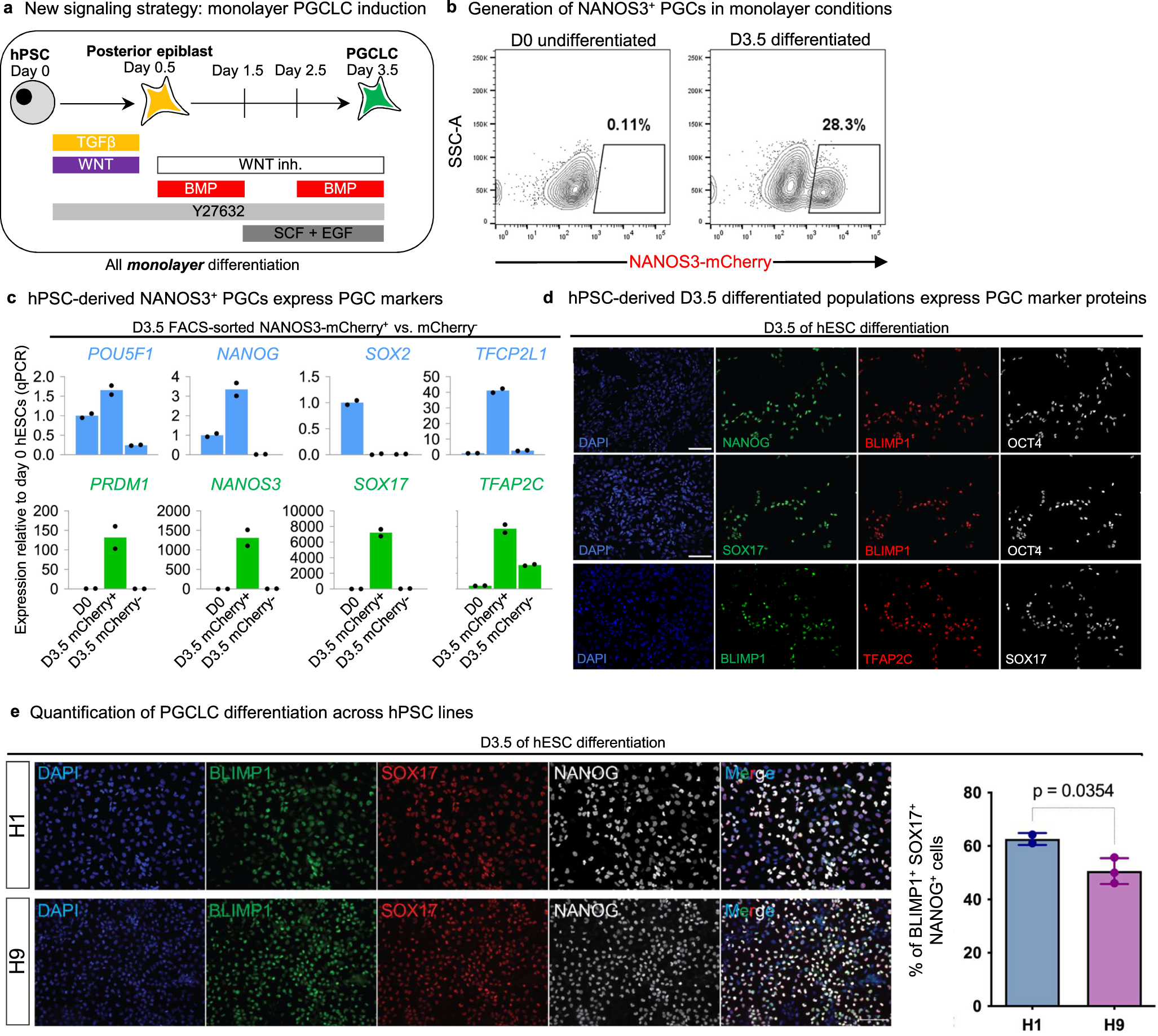 Fig. 4: A simplified monolayer platform to generate human PGCLCs.