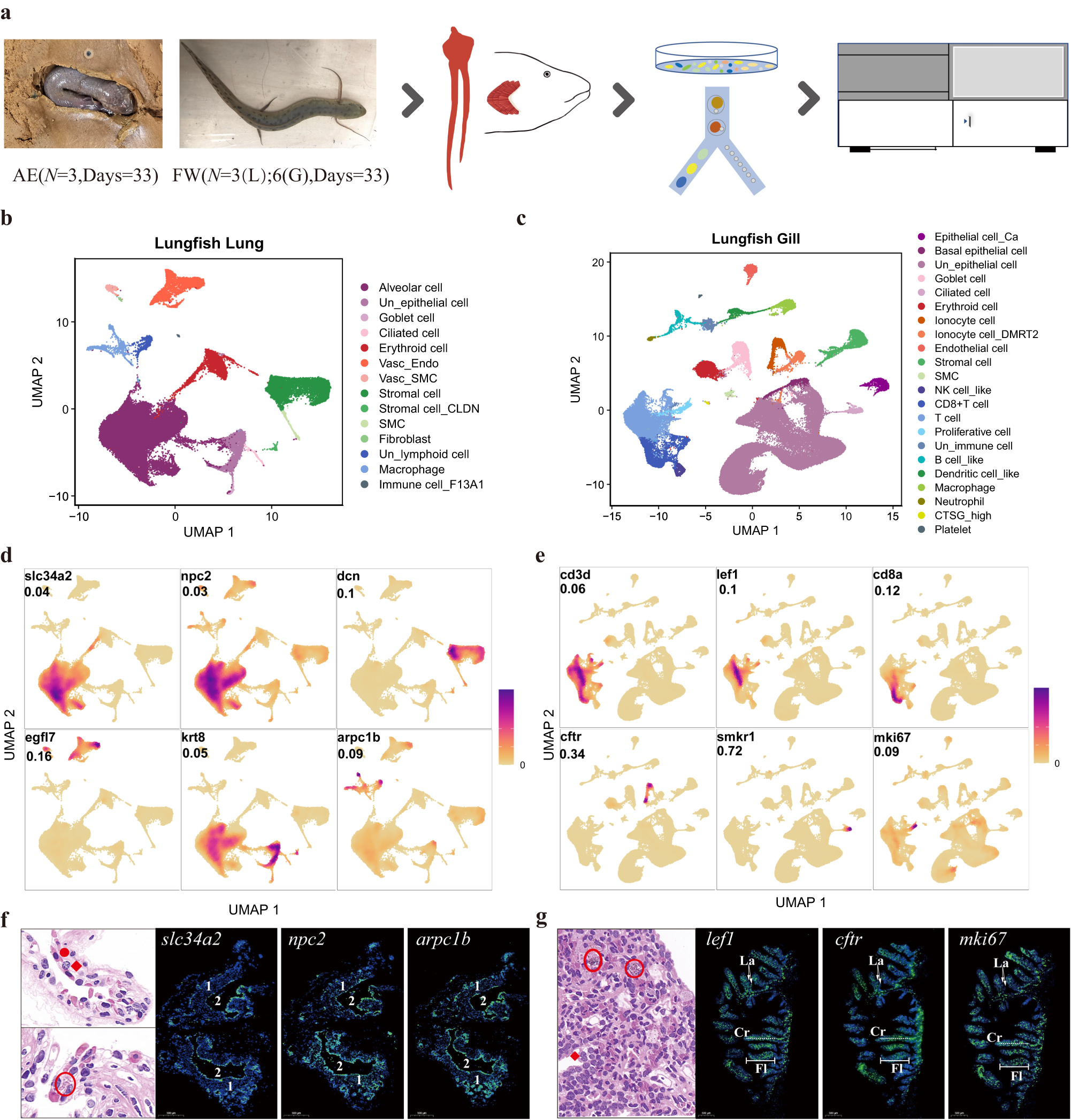 A single-cell atlas of West African lungfish respiratory system reveals  evolutionary adaptations to terrestrialization
