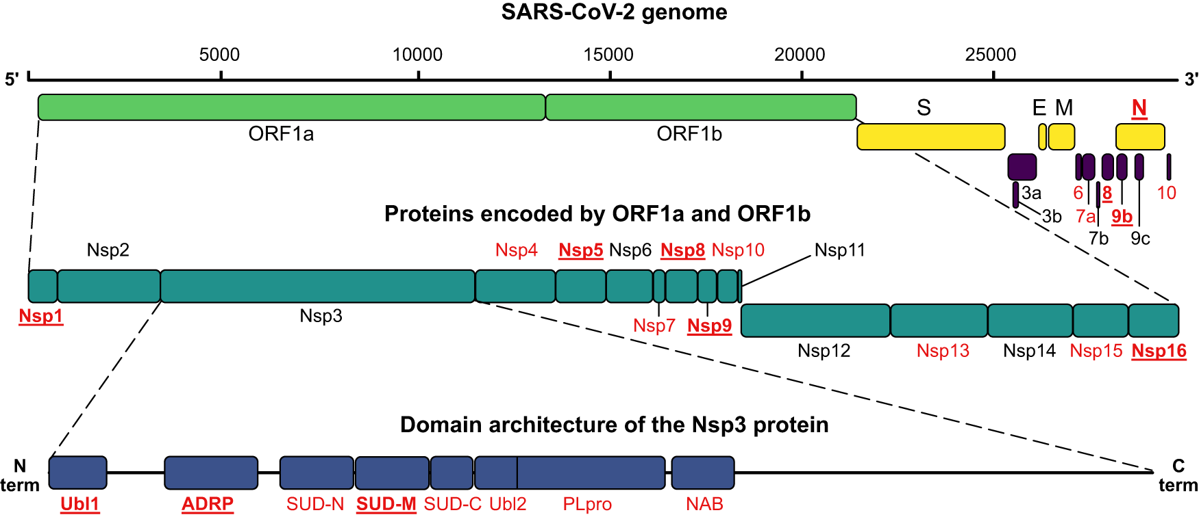 Identification of motif-based interactions between SARS-CoV-2 protein  domains and human peptide ligands pinpoint antiviral targets | Nature  Communications
