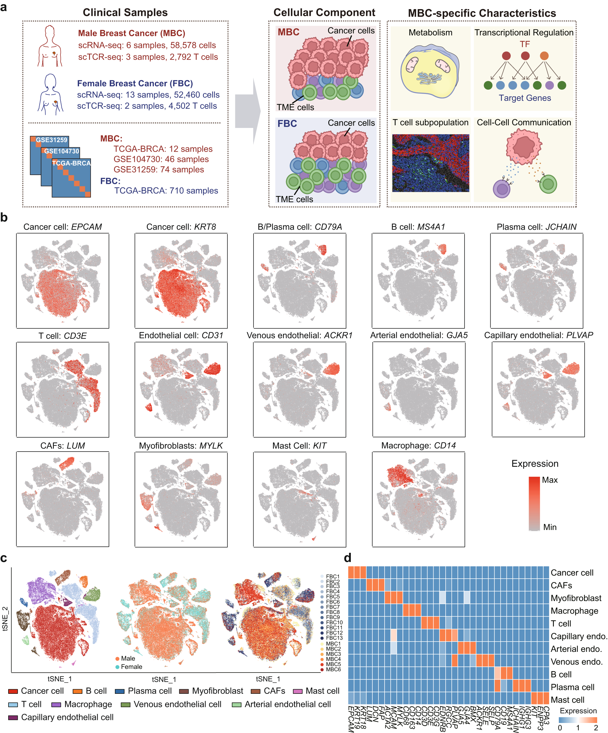 Single-cell transcriptome analysis indicates fatty acid metabolism-mediated metastasis and immunosuppression in male breast cancer Nature Communications image