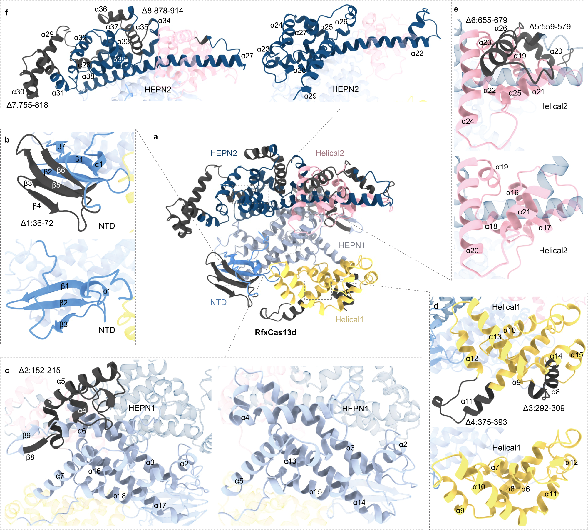 A strategy for Cas13 miniaturization based on the structure and AlphaFold |  Nature Communications