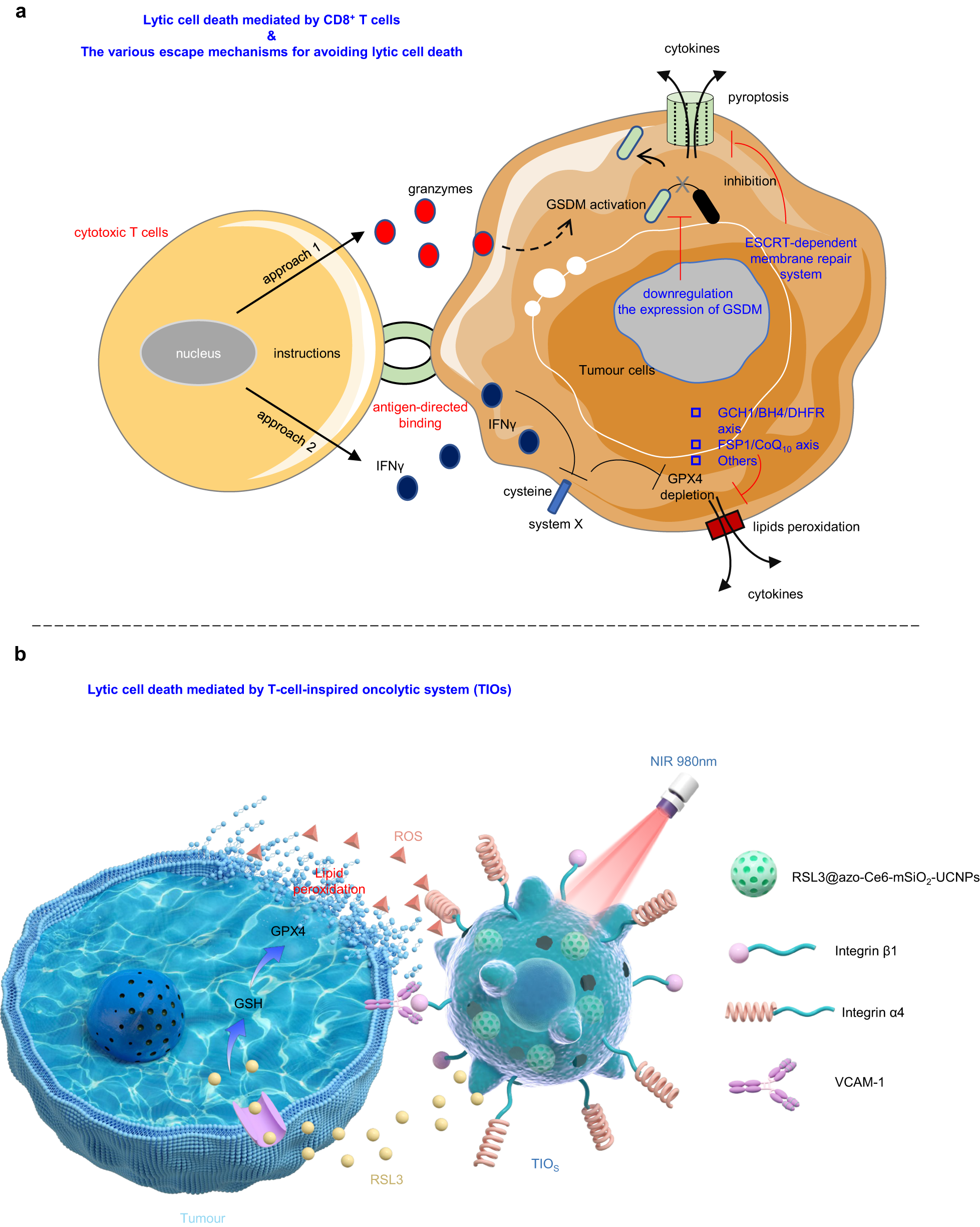 Membrane Oxidation in Cell Delivery and Cell Killing Applications