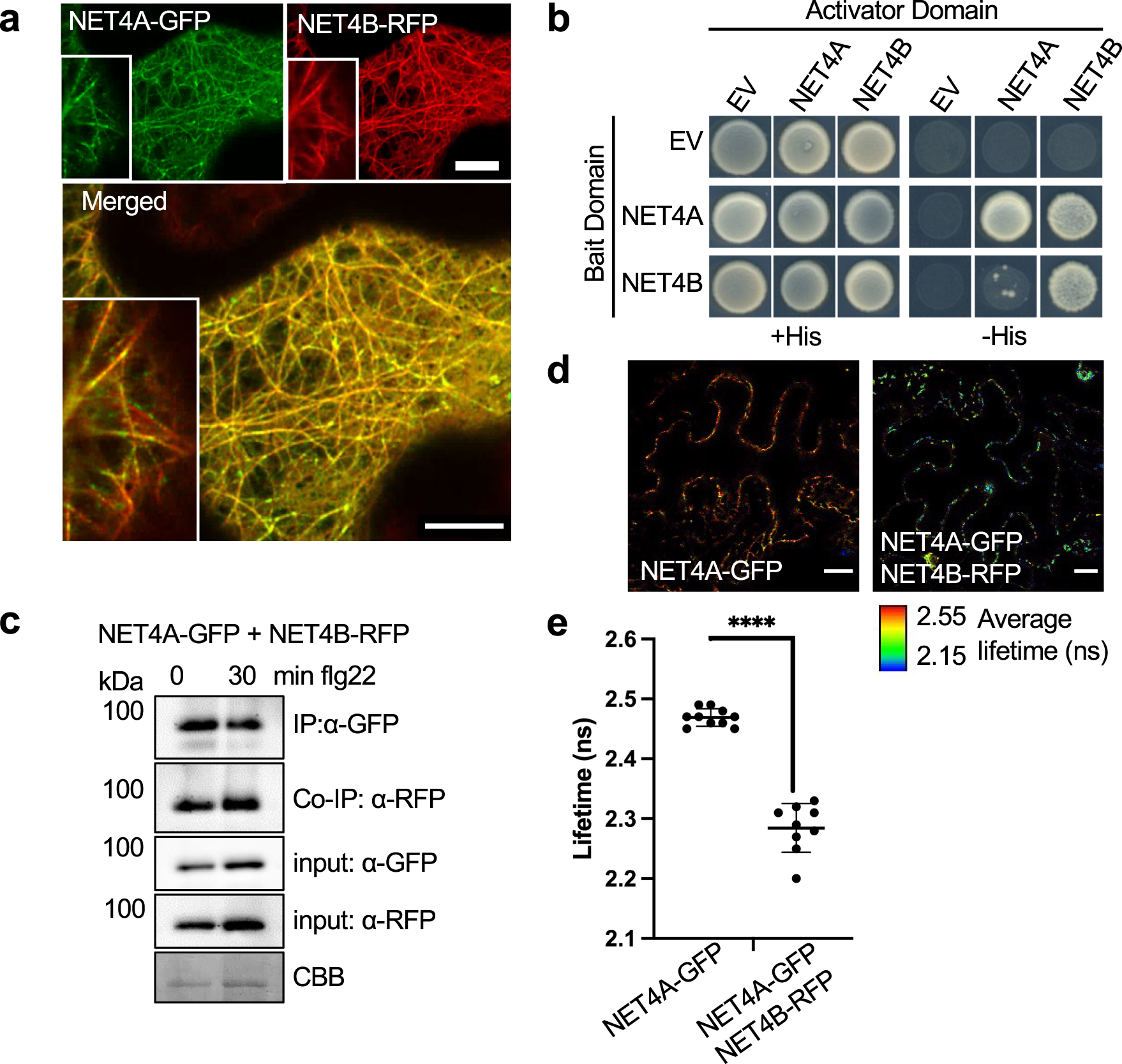 Fig. 2: NET4 proteins co-localize, interact with each other and themselves.