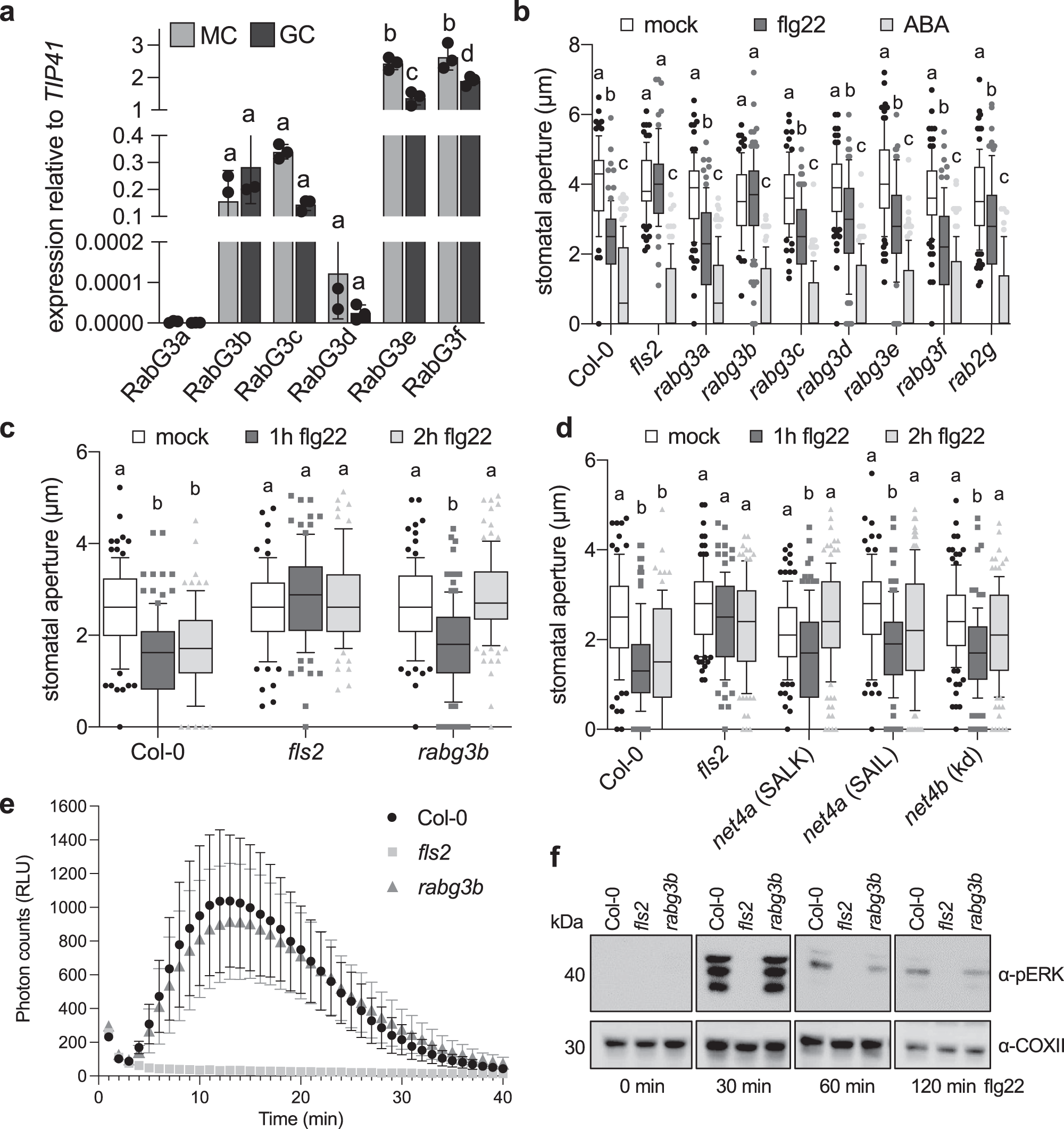Fig. 5: rabg3b mutants are impaired in robust flg22-induced stomatal closure.