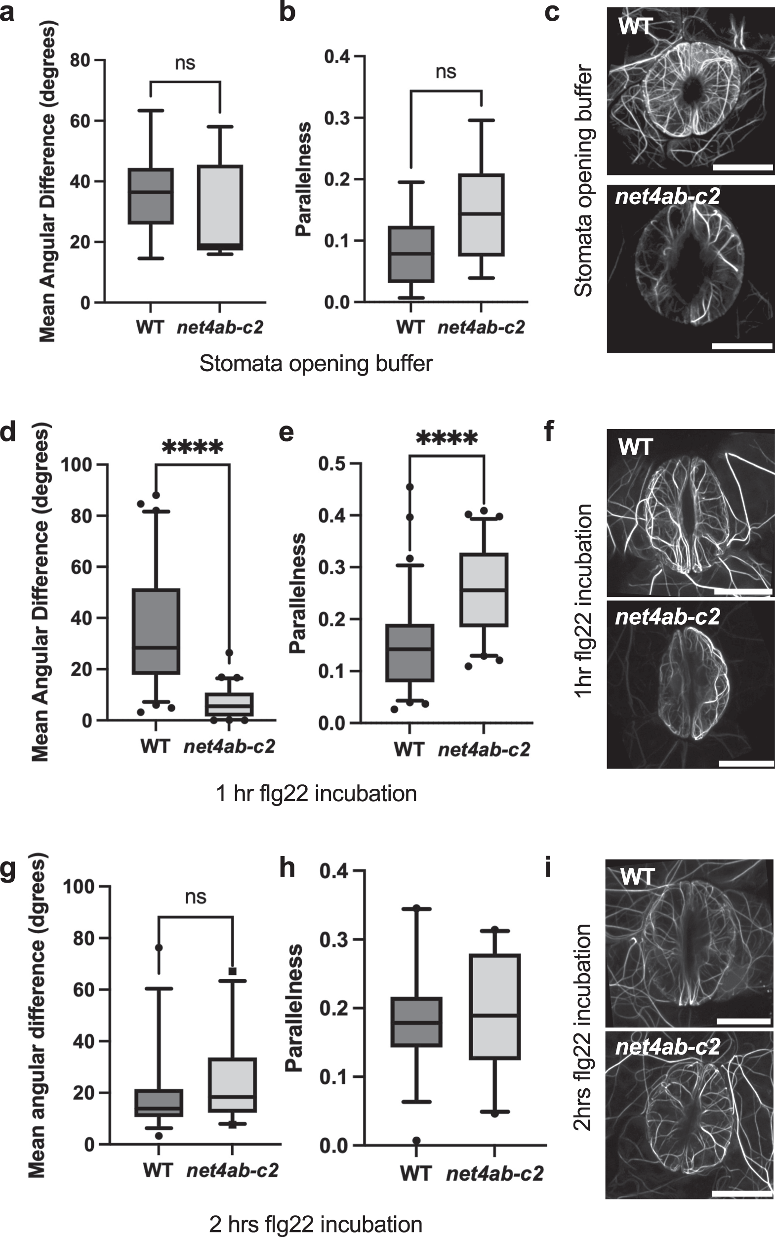 Fig. 7: Guard cell actin dynamics are altered in net4 mutants.