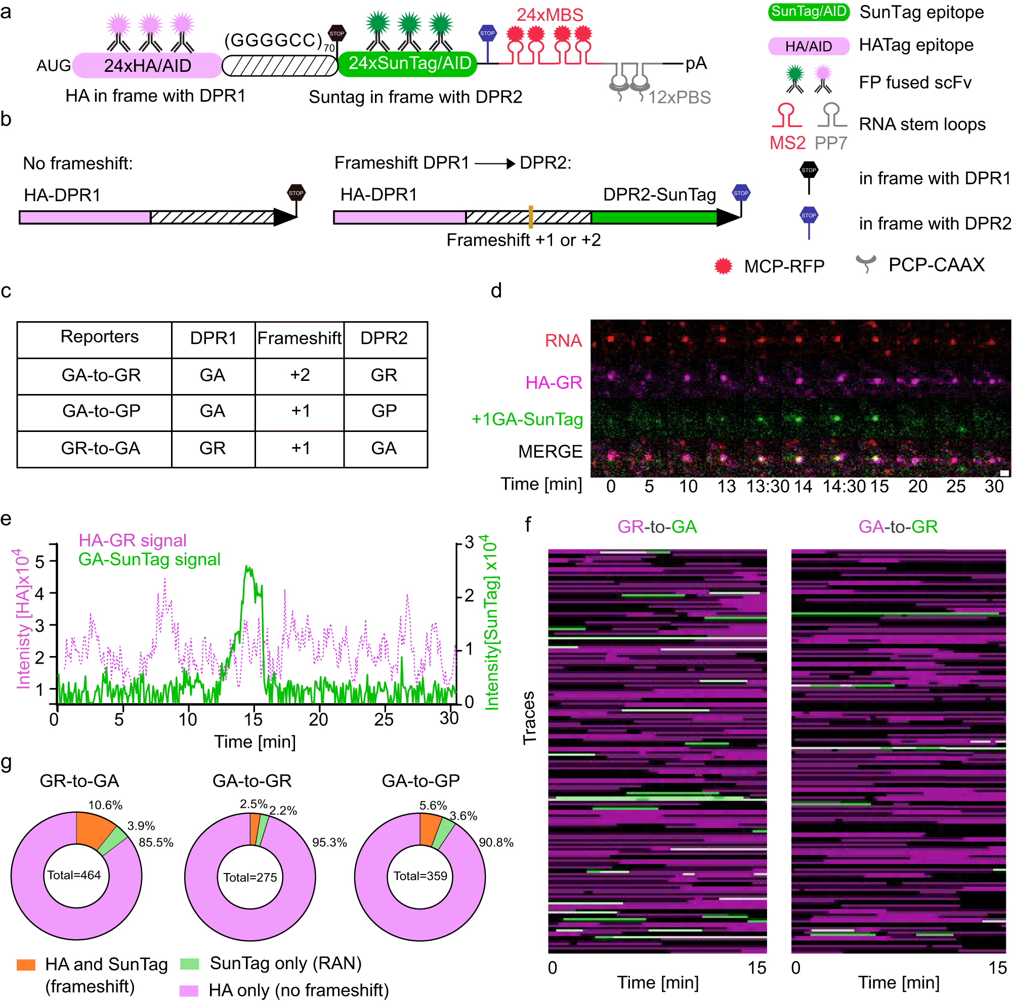Fig. 2: Two-color translation assay revealed translation frameshift frequencies between DPR frames of GGGGCC repeats.