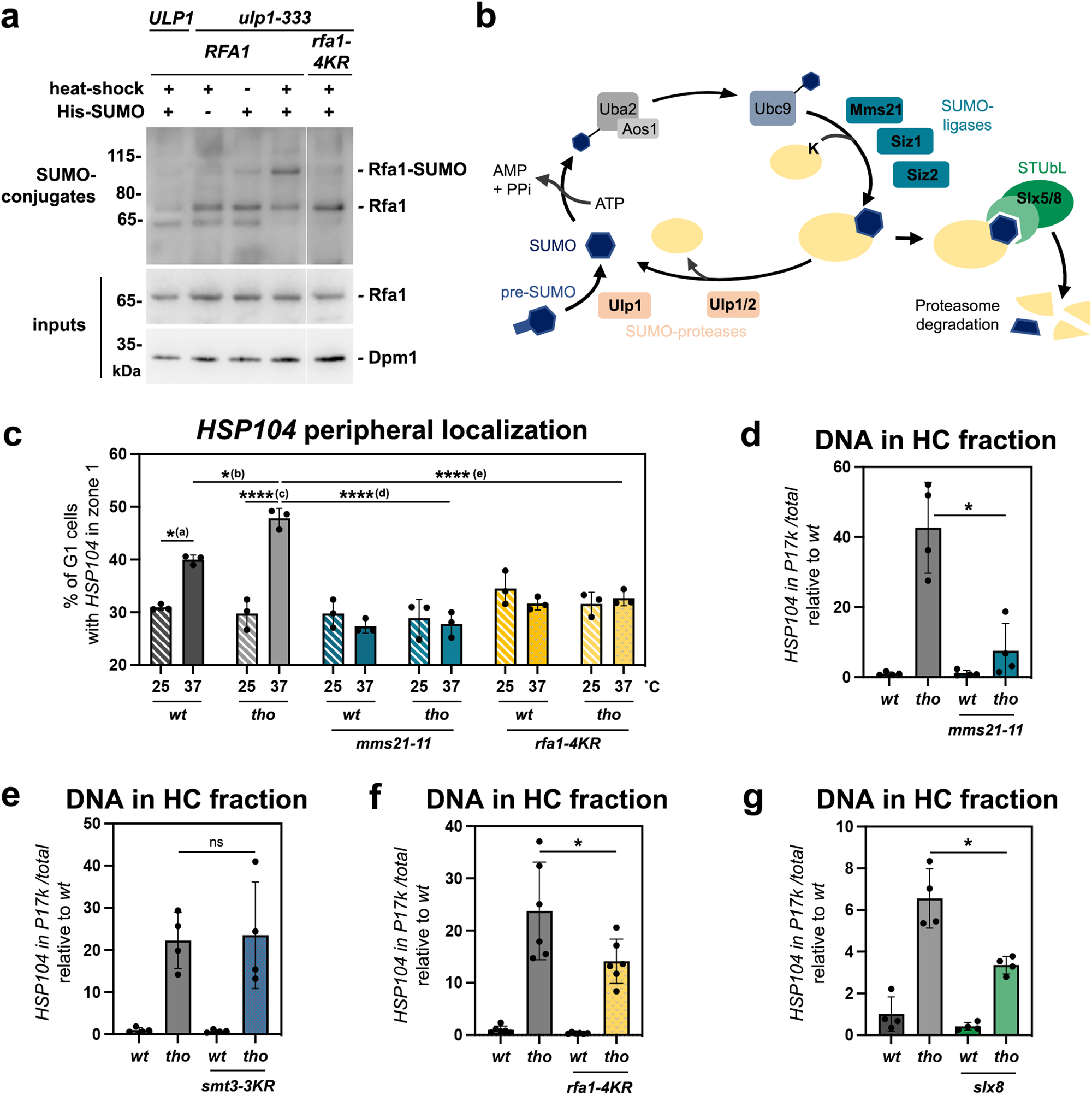 Fig. 4: The SUMOylation pathway is involved in R-loop-dependent repositioning to NPCs.