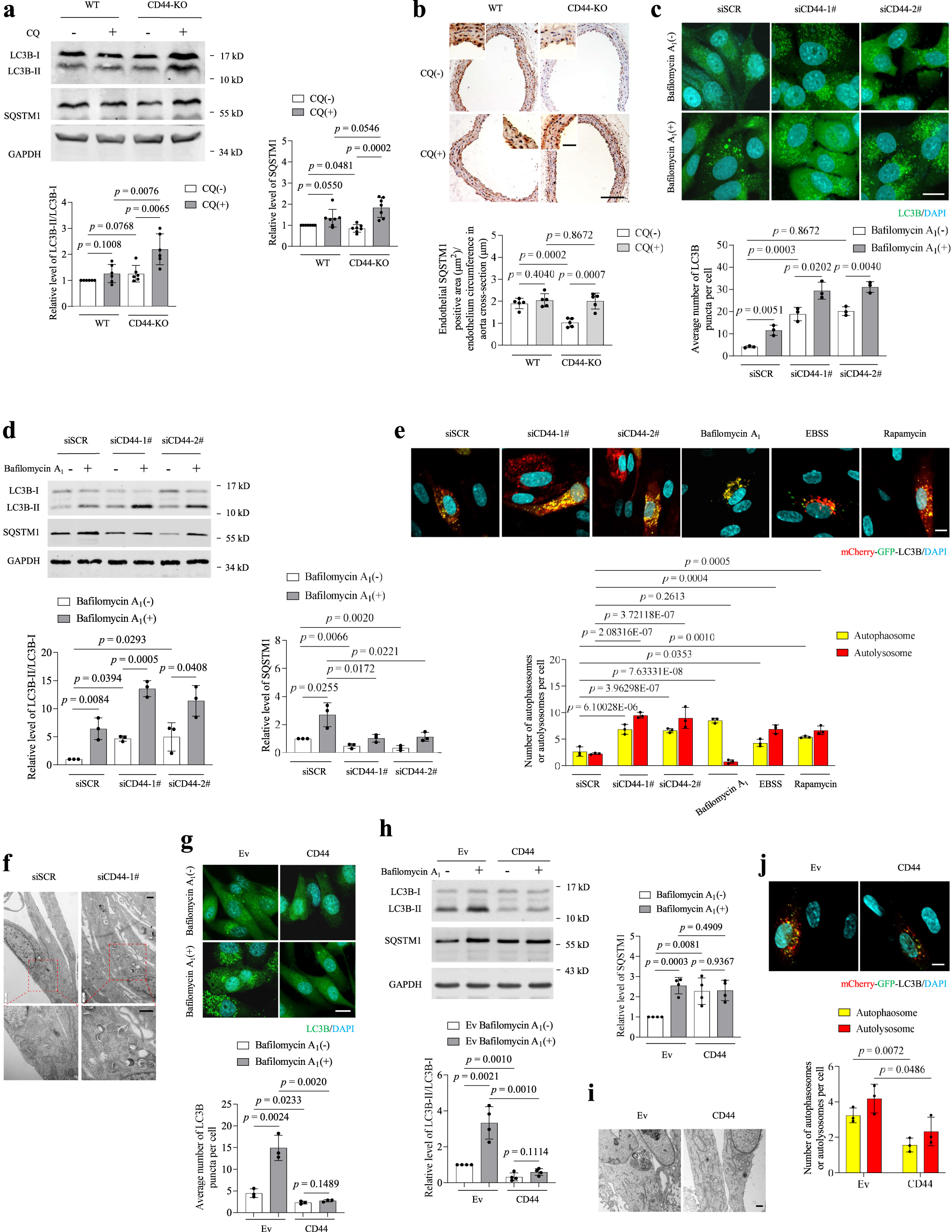 Fig. 2: CD44 negatively regulates autophagy.